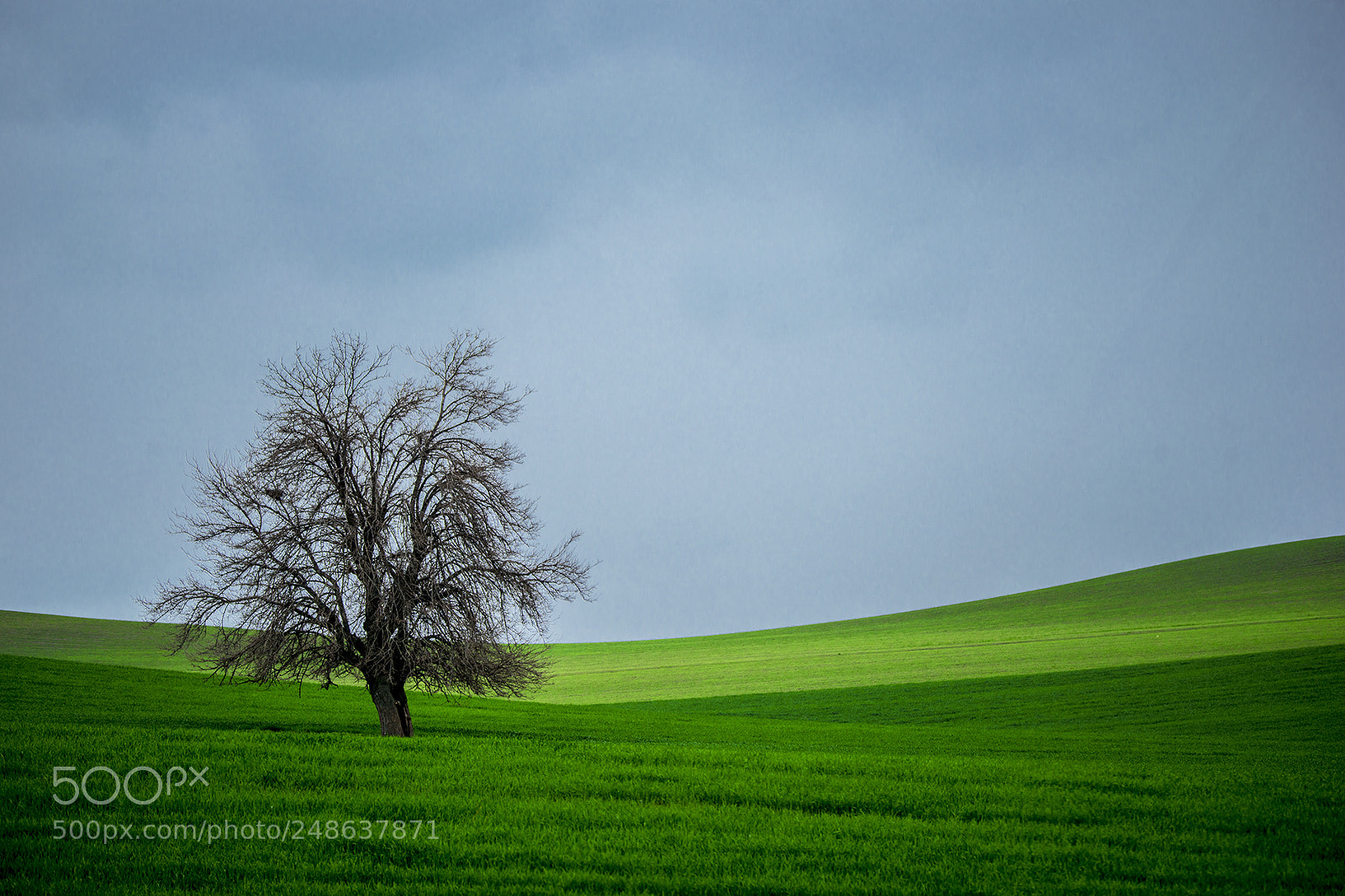 Nikon D800 sample photo. Lonely photography
