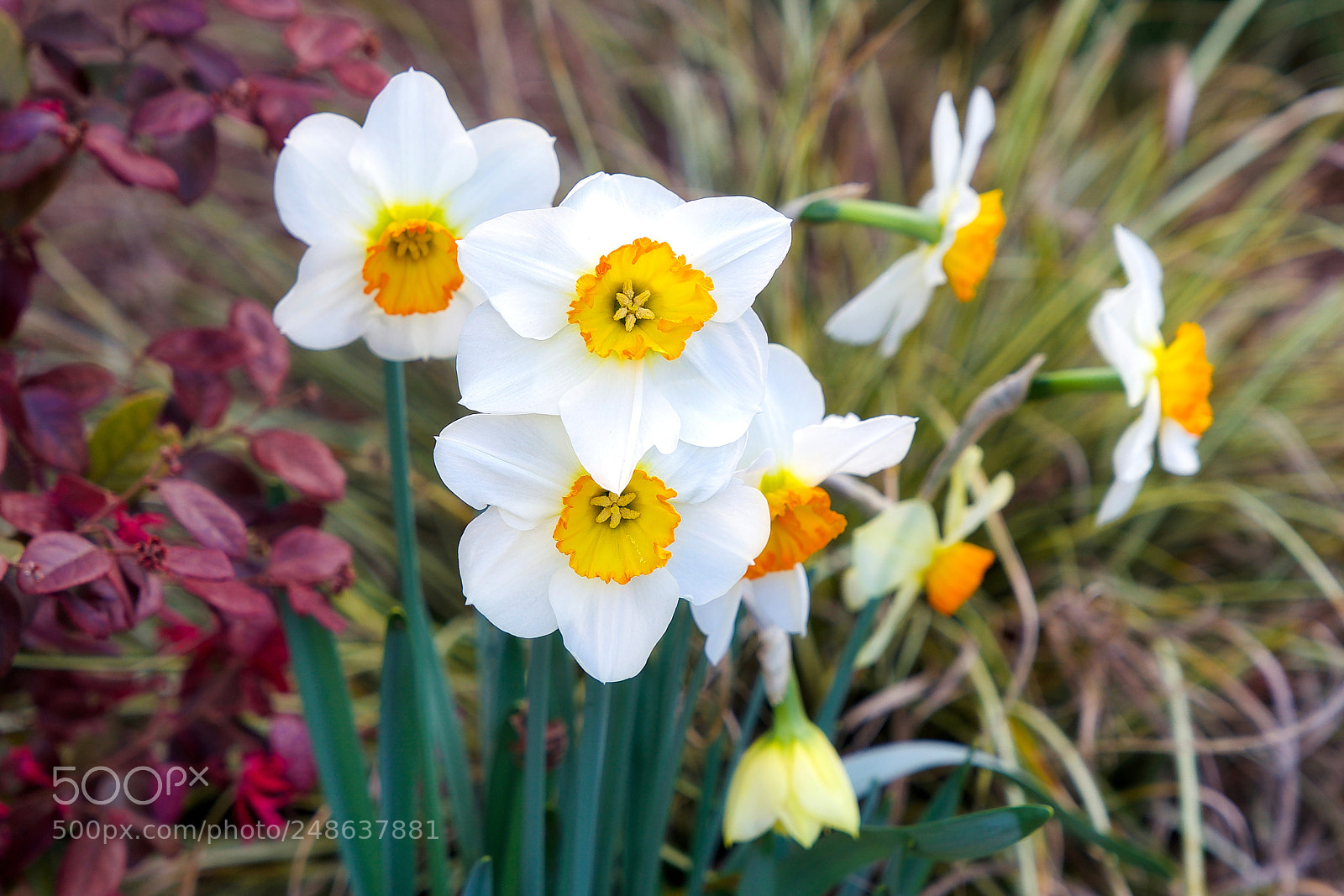 Sony a9 sample photo. Say this is all photography