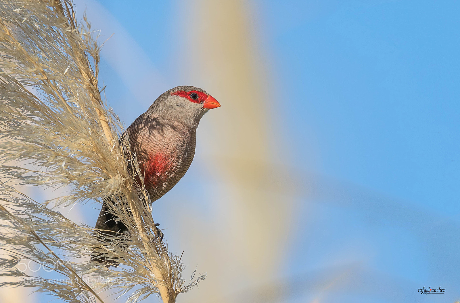 Canon EOS 7D Mark II sample photo. Pico de coral photography