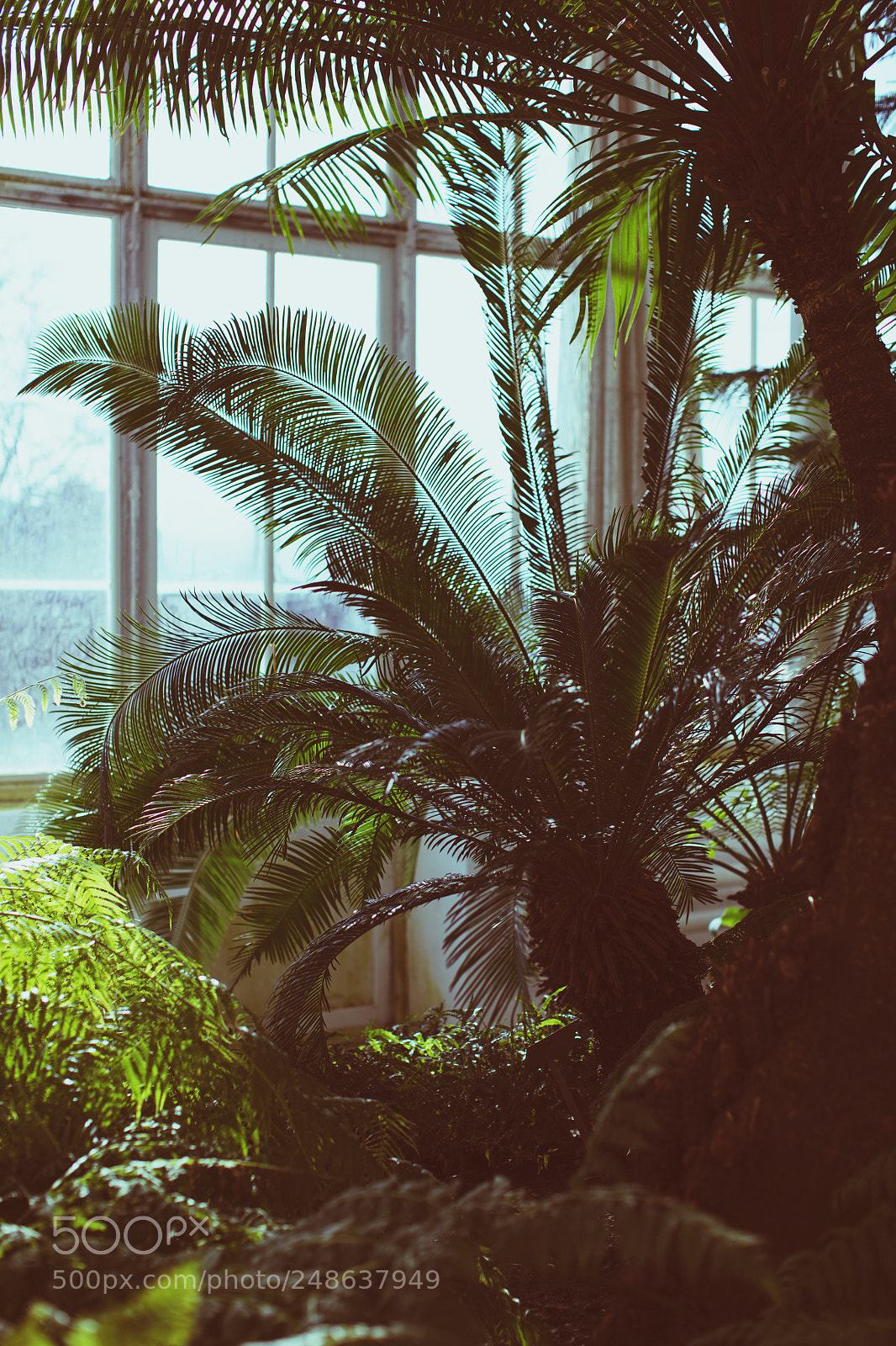 Canon EOS 5DS sample photo. Palmehuset, botanisk hage, oslo. photography