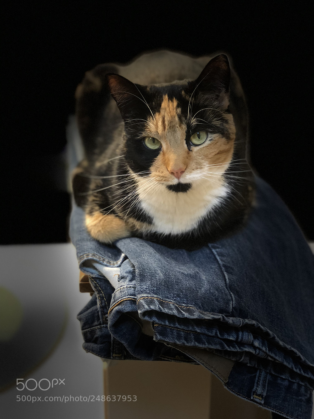 Apple iPhone 8 Plus sample photo. Tell me more charlie. photography
