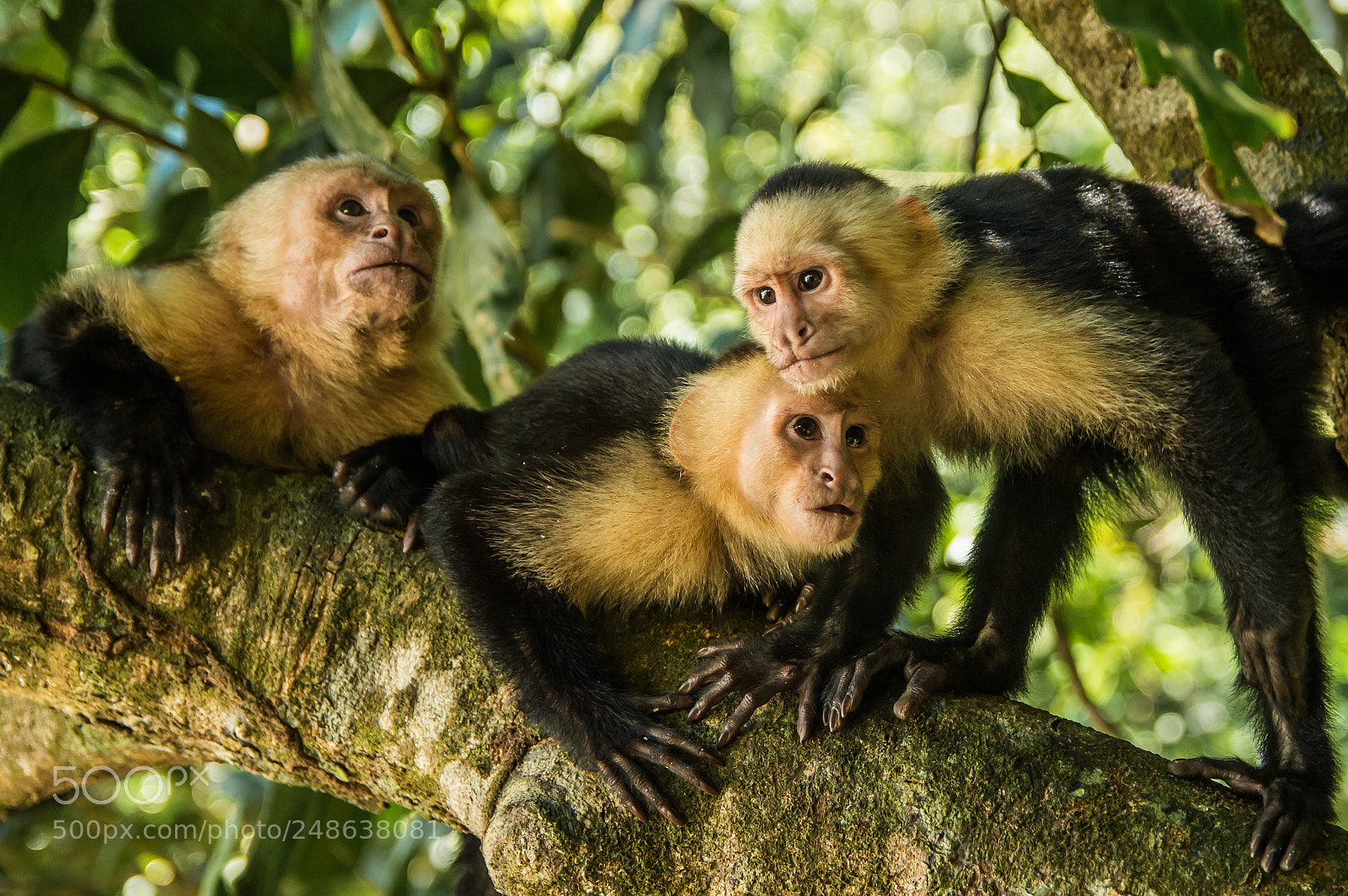 Nikon D3200 sample photo. Monkey look photography