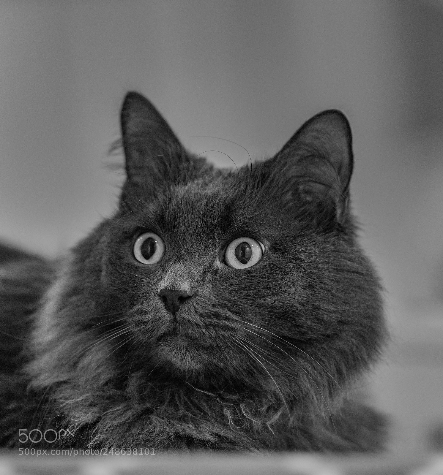 Nikon D850 sample photo. First try 400 mm photography