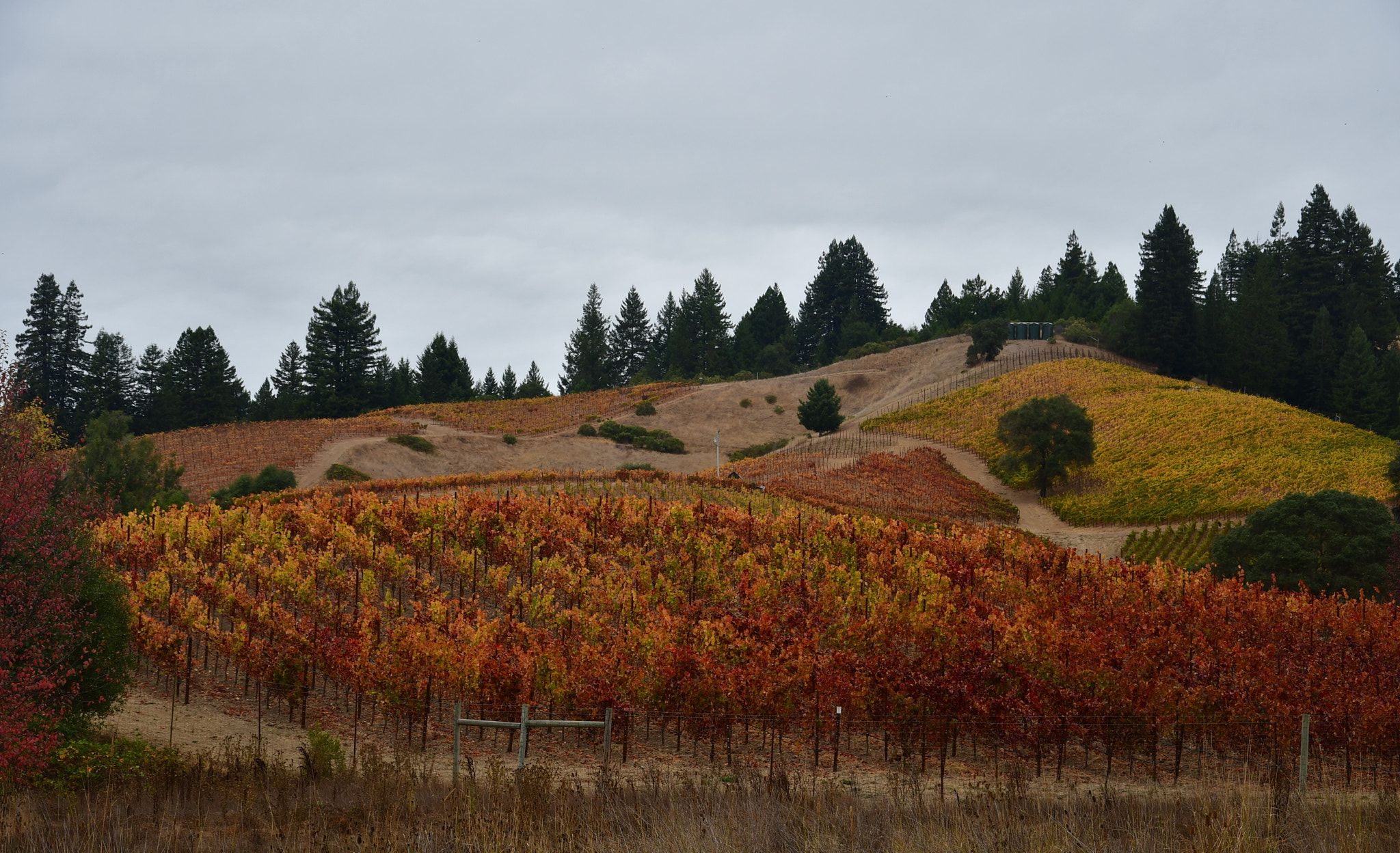 Nikon D500 sample photo. Lula winery photography