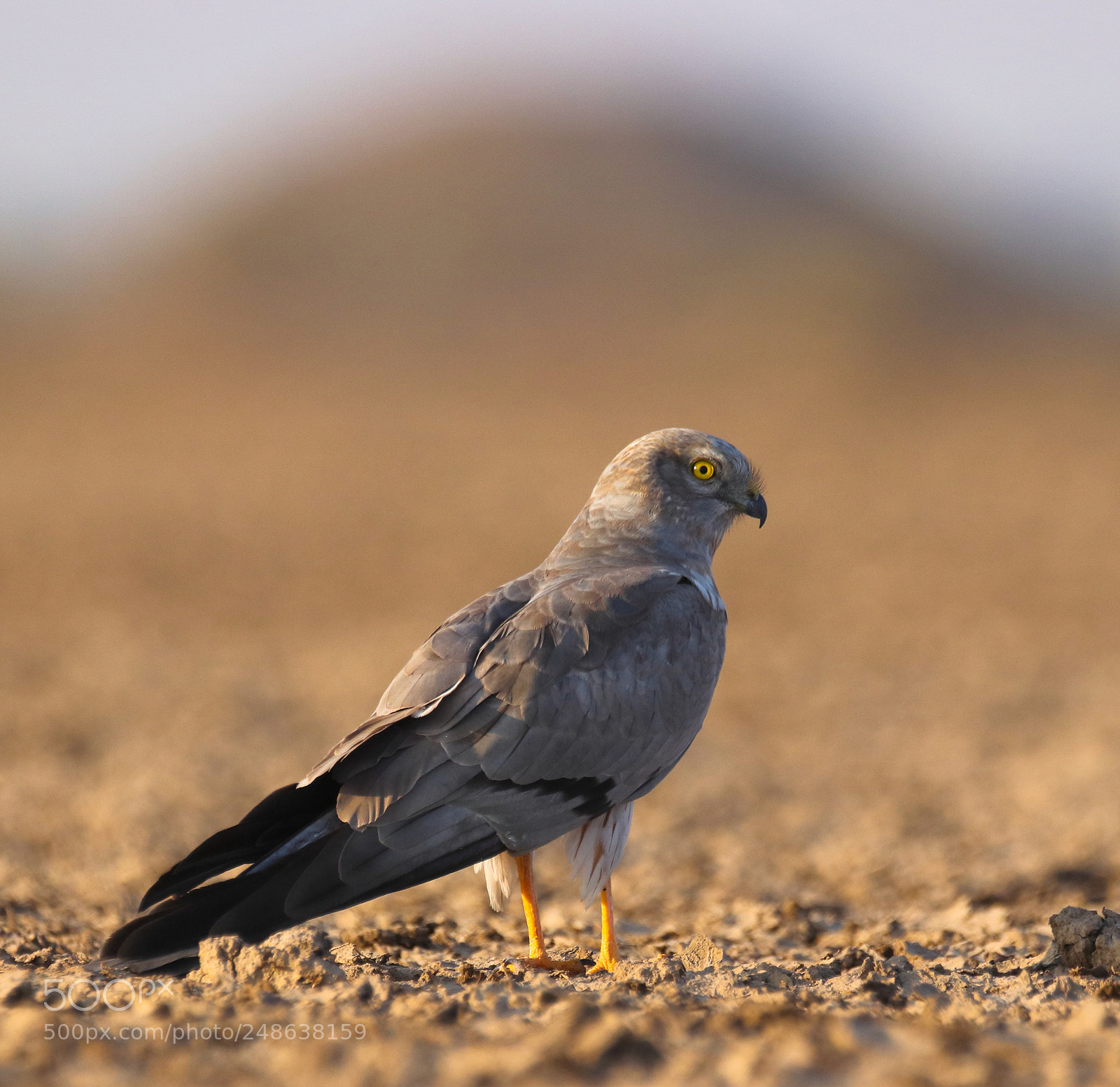 Canon EOS 77D (EOS 9000D / EOS 770D) sample photo. Montague harrier ( m ) photography