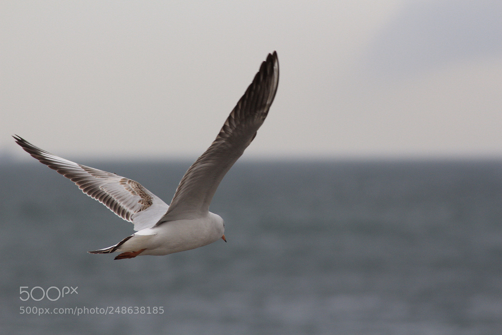Canon EOS 650D (EOS Rebel T4i / EOS Kiss X6i) sample photo. Fly to freedom photography