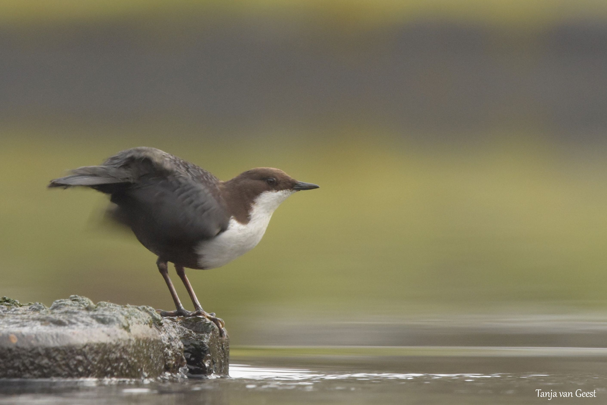 Nikon D5500 + Sigma 150-600mm F5-6.3 DG OS HSM | C sample photo. White-throated dipper photography