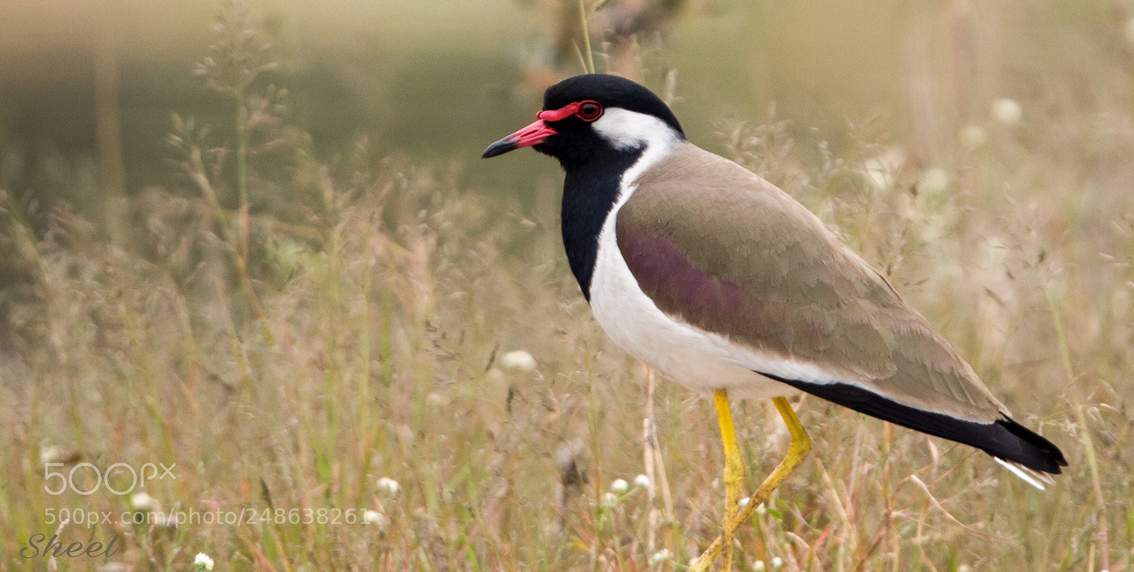 Canon EOS 600D (Rebel EOS T3i / EOS Kiss X5) sample photo. Red wattled lapwing photography