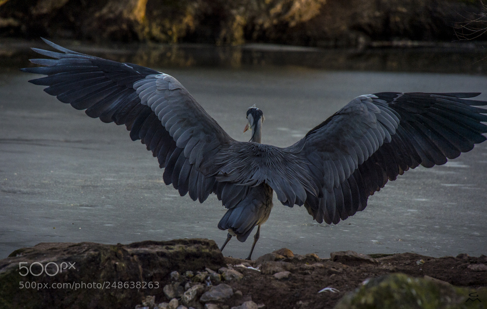 Nikon D4 sample photo. Wings photography
