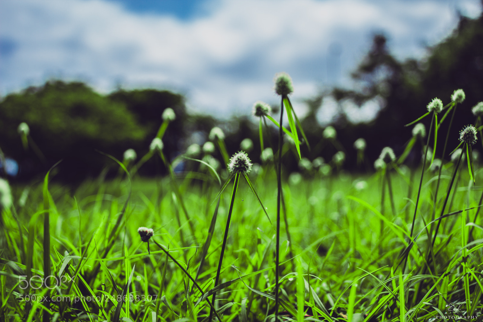 Canon EOS 60D sample photo. Beauty of nature photography