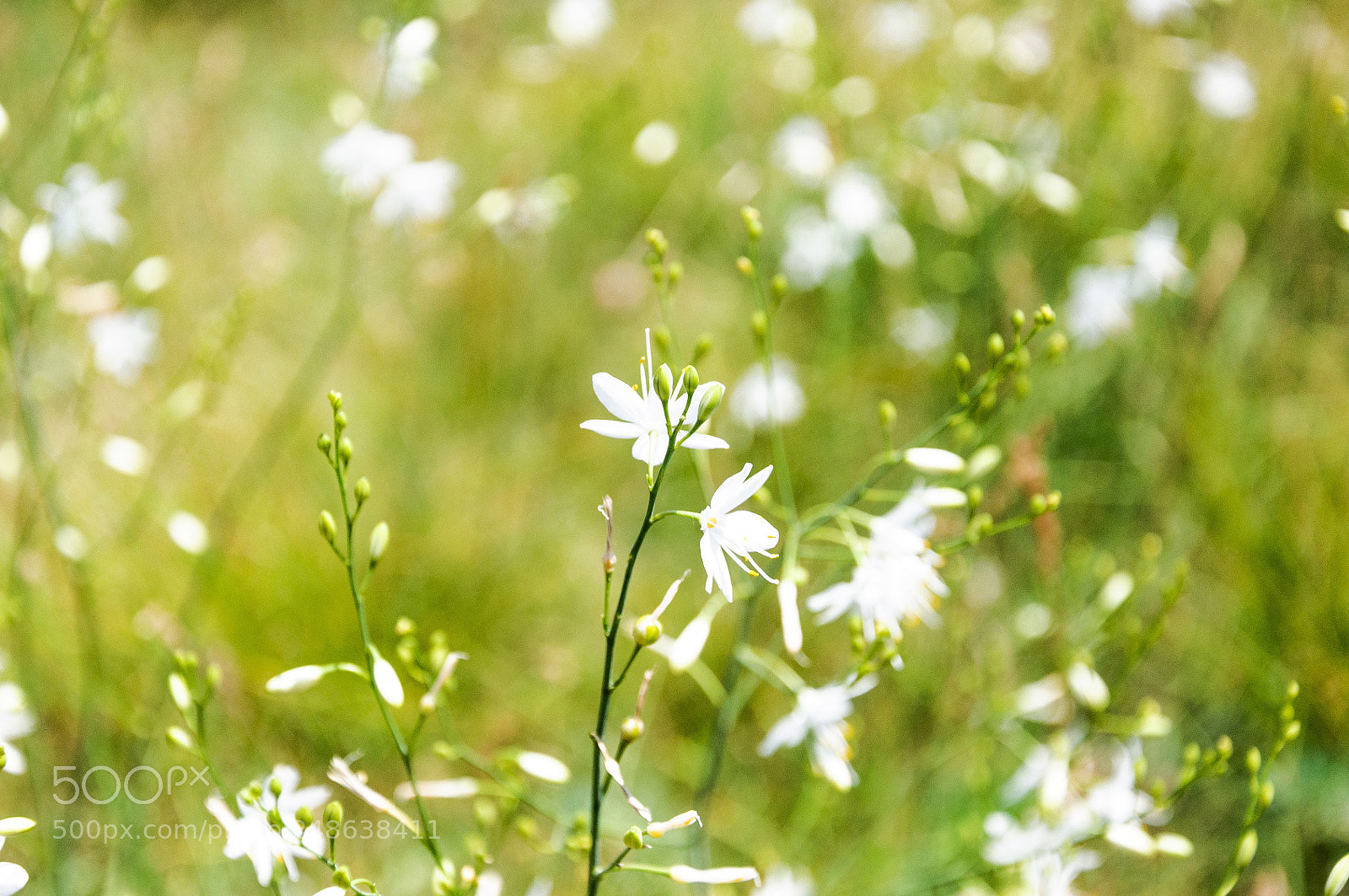 Nikon D90 sample photo. Flower photography