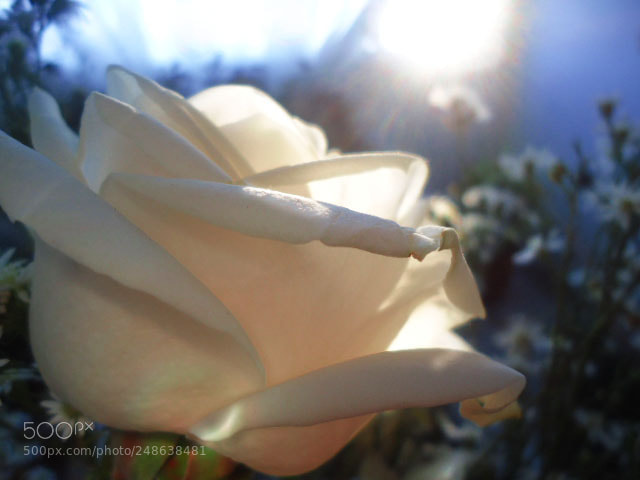 Sony Cyber-shot DSC-W610 sample photo. White rose photography