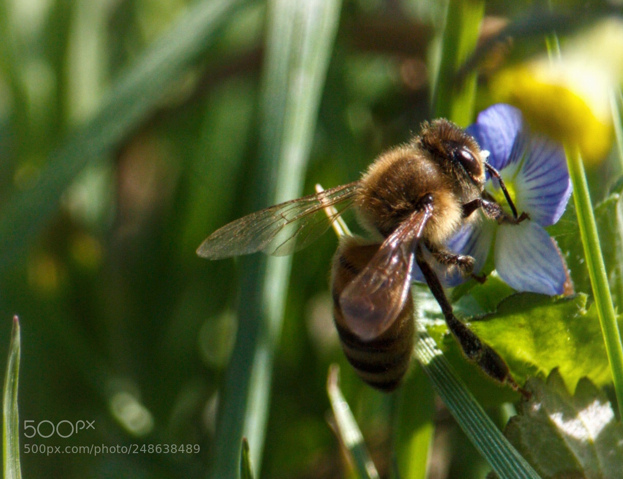 Canon EOS 100D (EOS Rebel SL1 / EOS Kiss X7) sample photo. Little bee photography