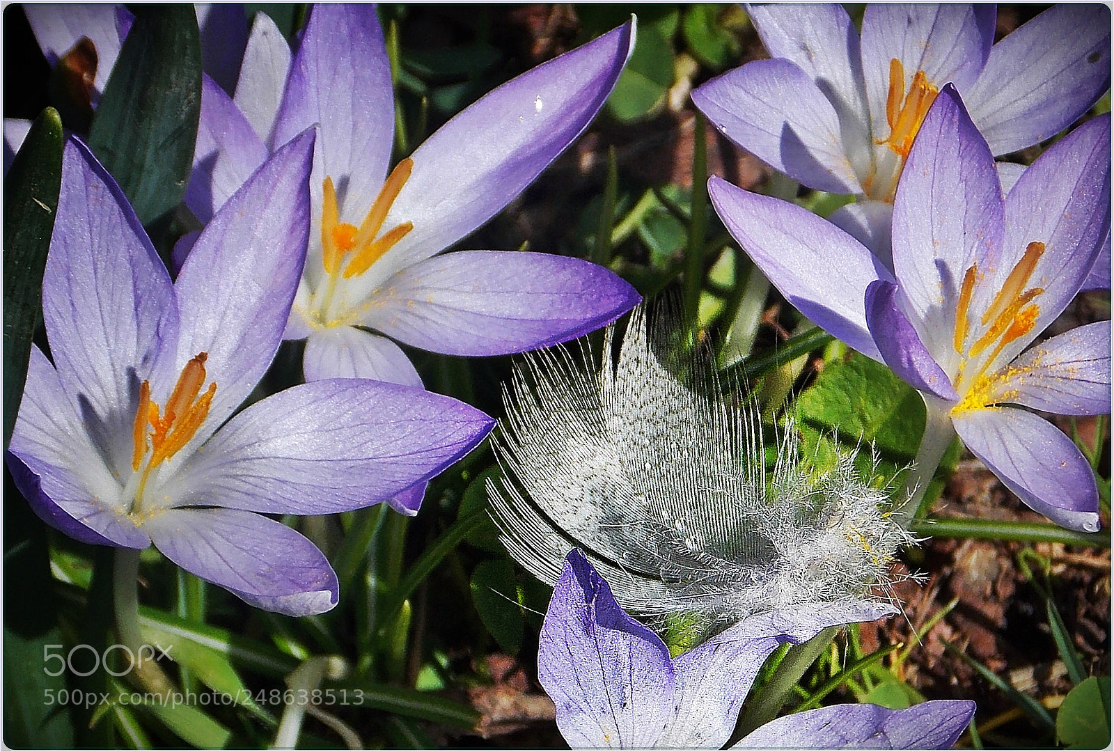Nikon Coolpix L810 sample photo. Lost feather photography