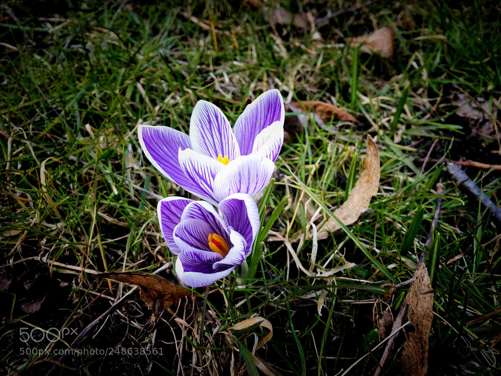 Apple iPhone X sample photo. Spring photography