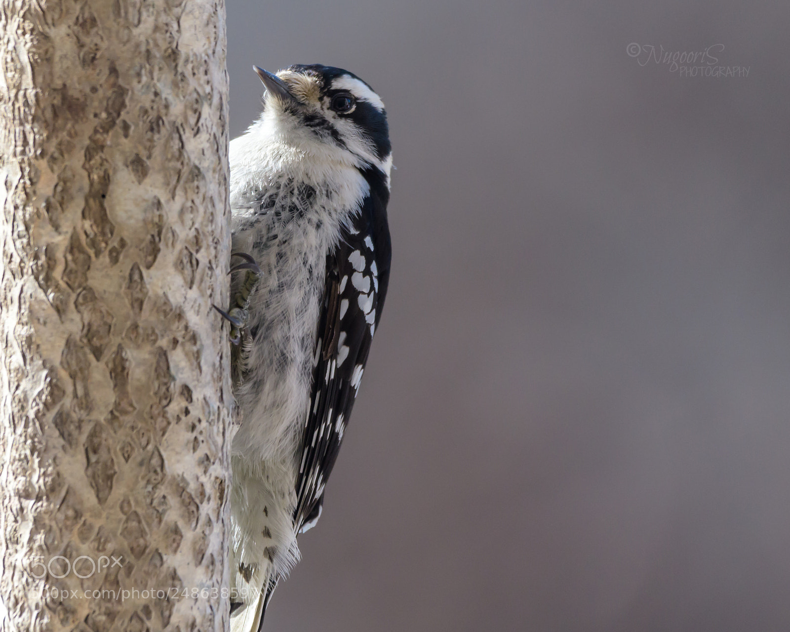 Nikon D500 sample photo. Downy wookpecker photography