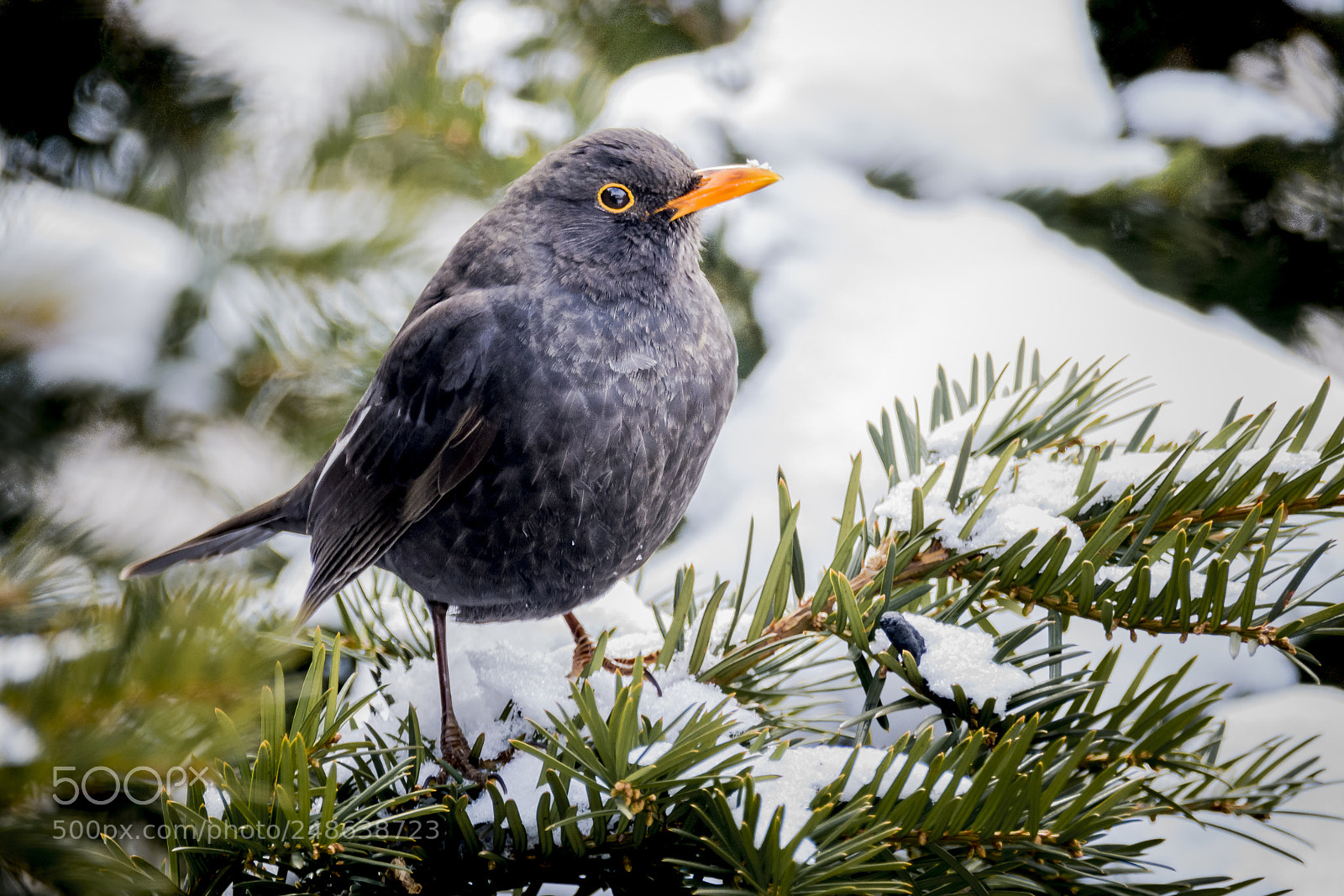 Nikon D7200 sample photo. Fekete rigó - blackbird photography