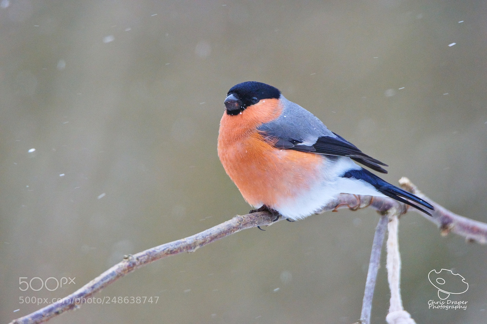 Sony ILCA-77M2 sample photo. Bullfinch on a snowy photography