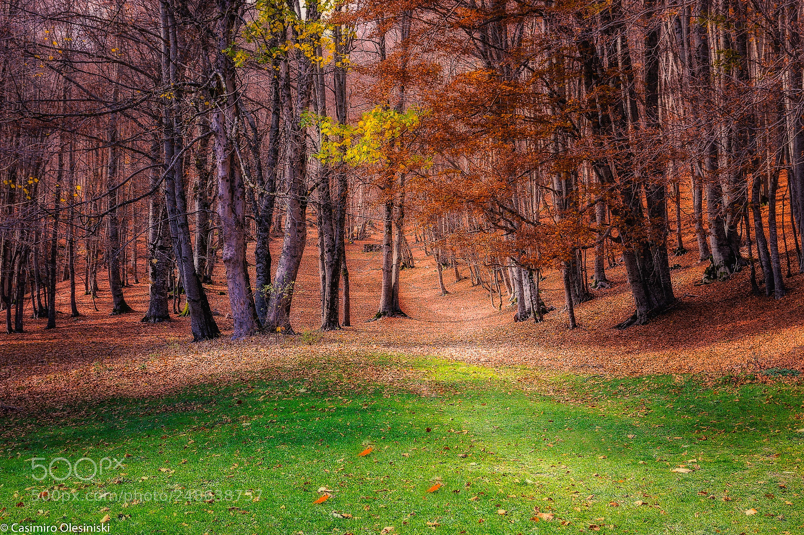 Canon EOS 600D (Rebel EOS T3i / EOS Kiss X5) sample photo. L'autunno avanza photography
