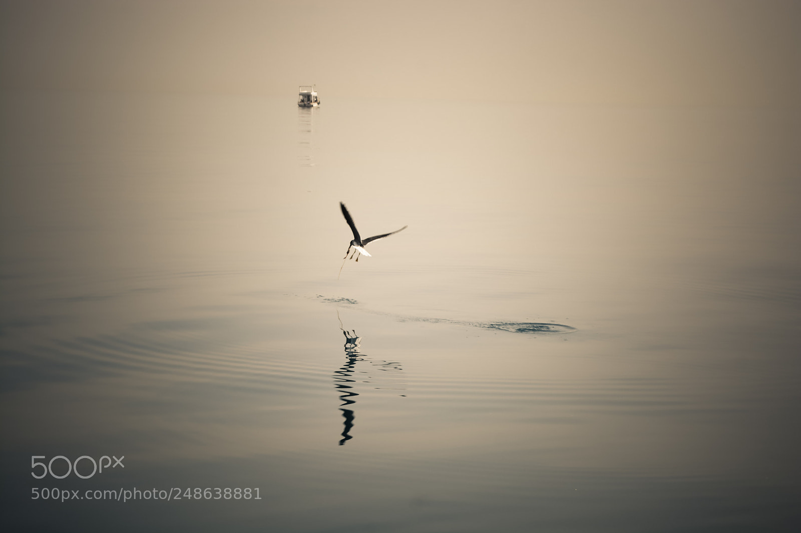 Nikon D5200 sample photo. Seagull photography