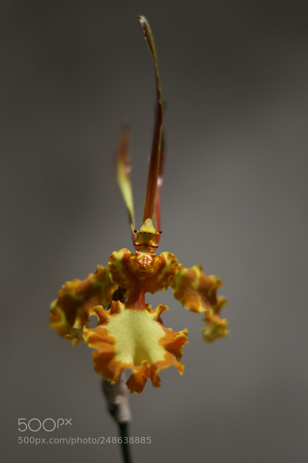 Sony SLT-A58 sample photo. The knight - orchidea photography