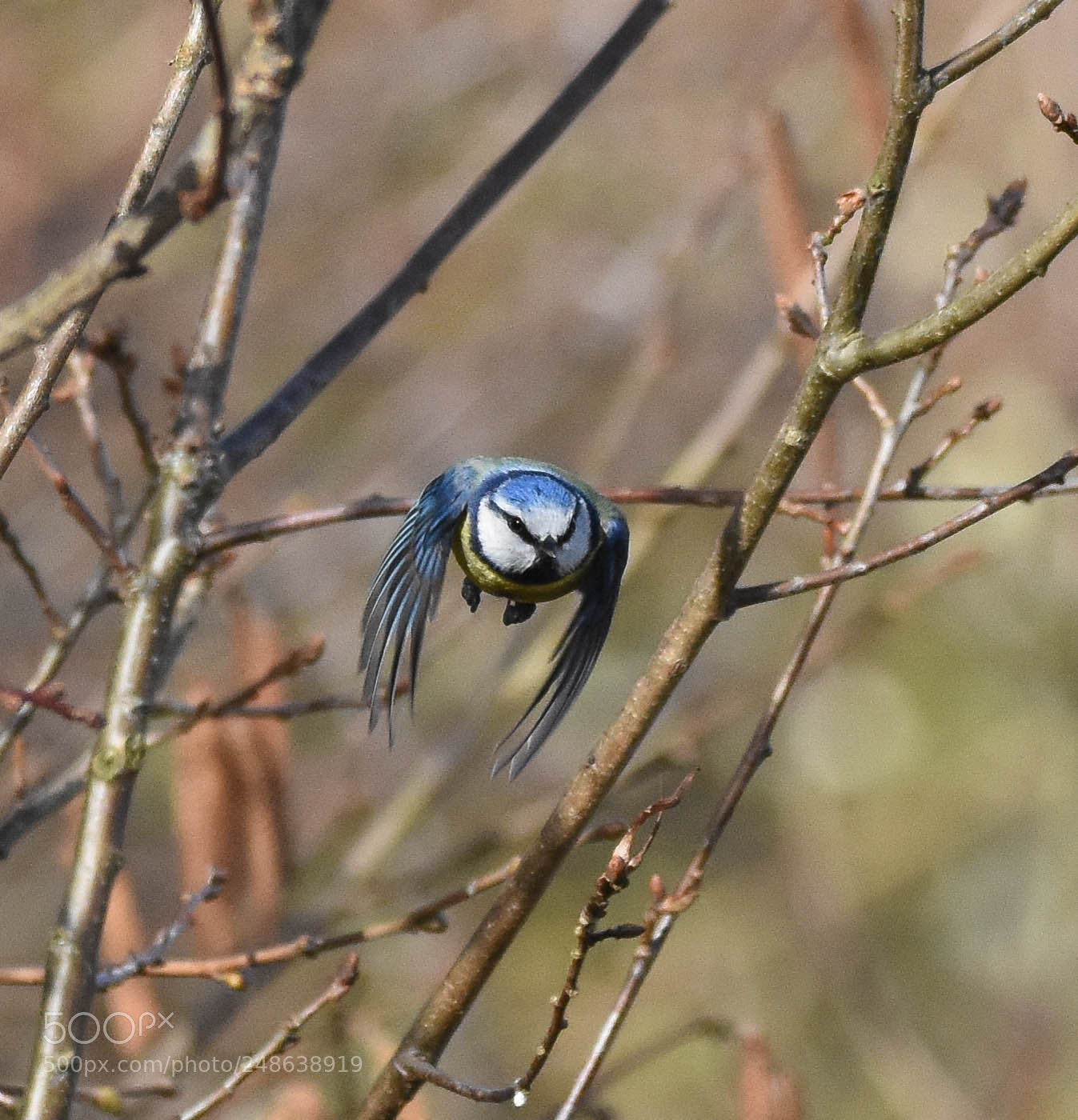 Nikon D7200 sample photo. Blue tit in flight photography