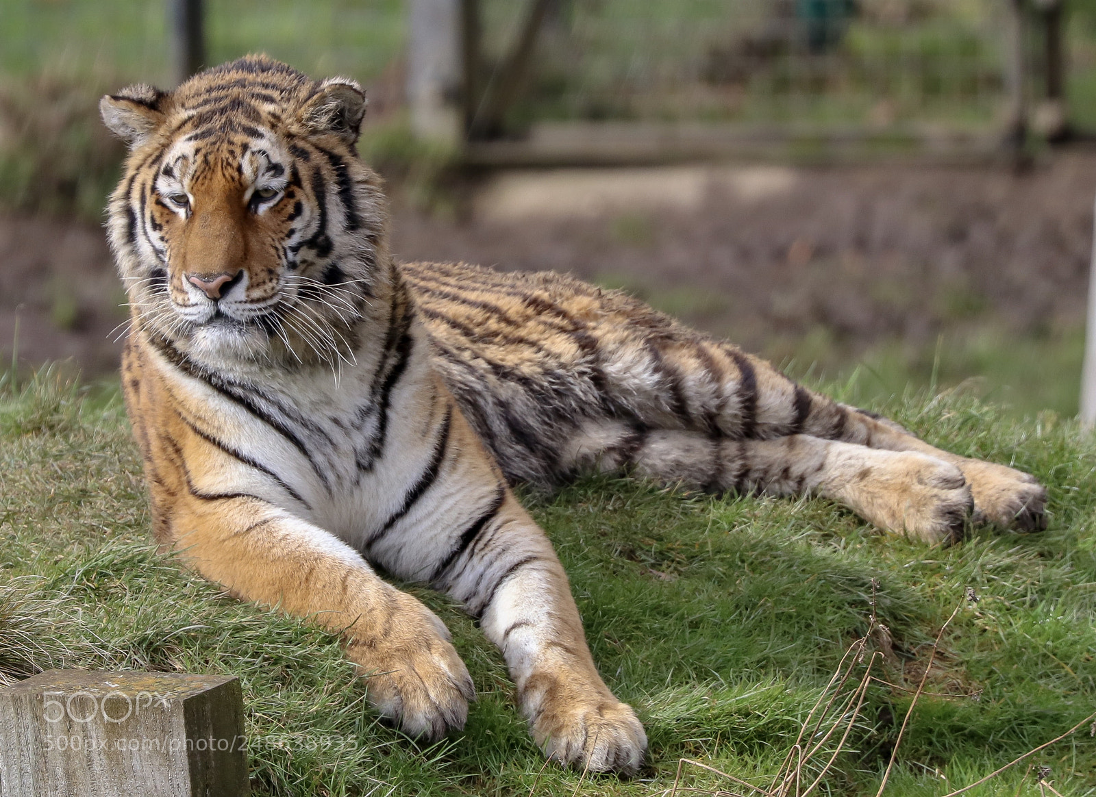 Canon EOS 80D sample photo. New tiger at whipsnade photography