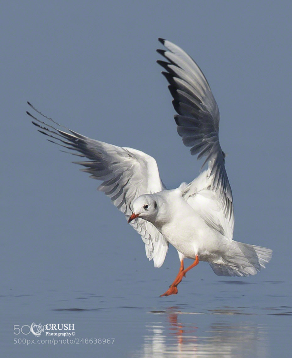 Canon EOS-1D X sample photo. Black headed gull photography