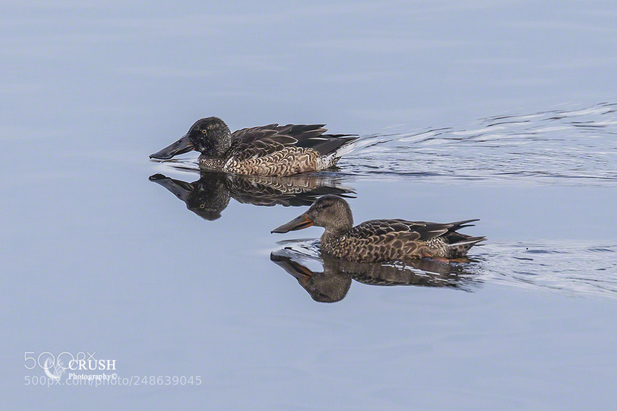 Canon EOS-1D X sample photo. Shovelers photography