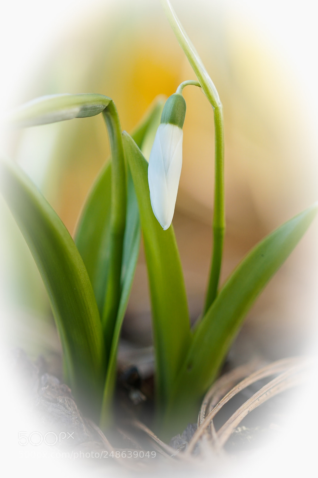 Sony ILCA-77M2 sample photo. Common snowdrop, galanthus nivalis photography