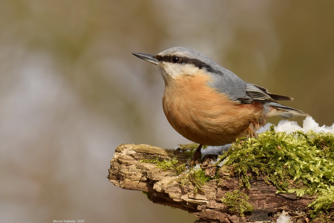 Nikon D5300 sample photo. Eurasian nuthatch photography