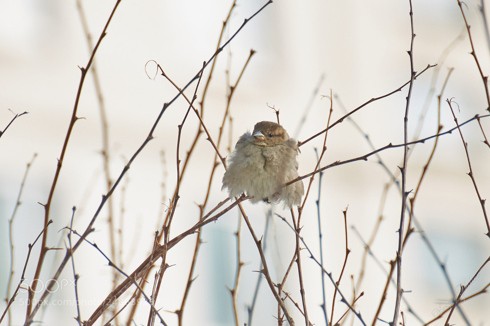 Nikon D7100 sample photo. Puffed up photography