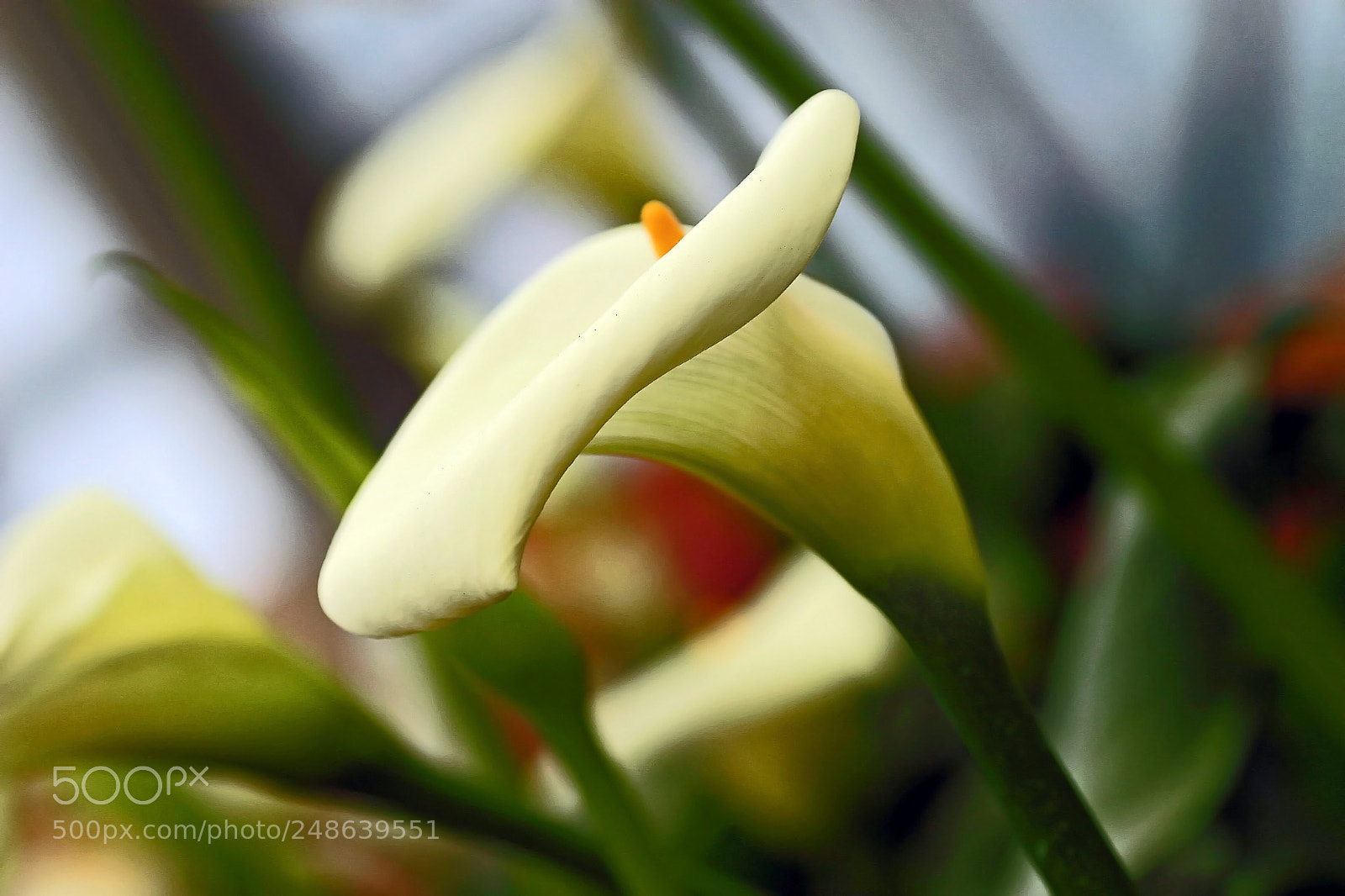 Canon EOS 30D sample photo. Arums photography