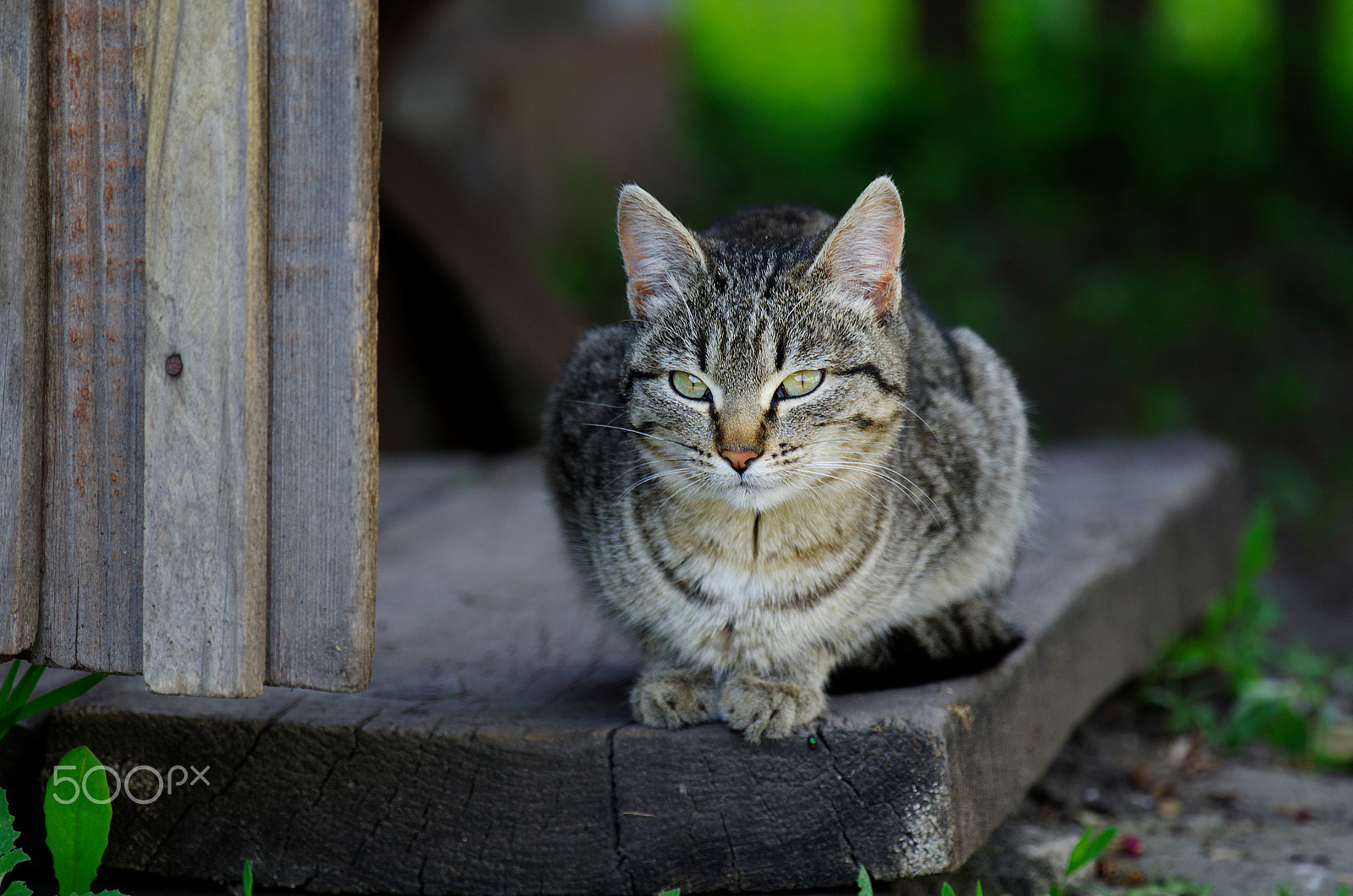 A Series Lens sample photo. Cat photography