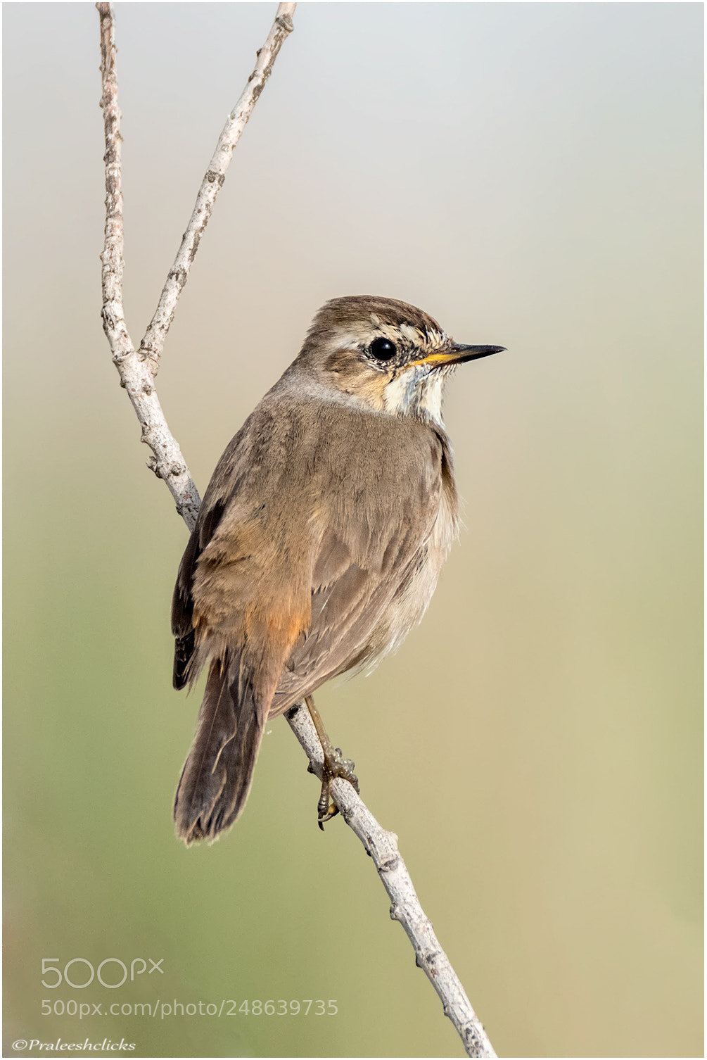 Nikon D500 sample photo. Bluethroat - female photography