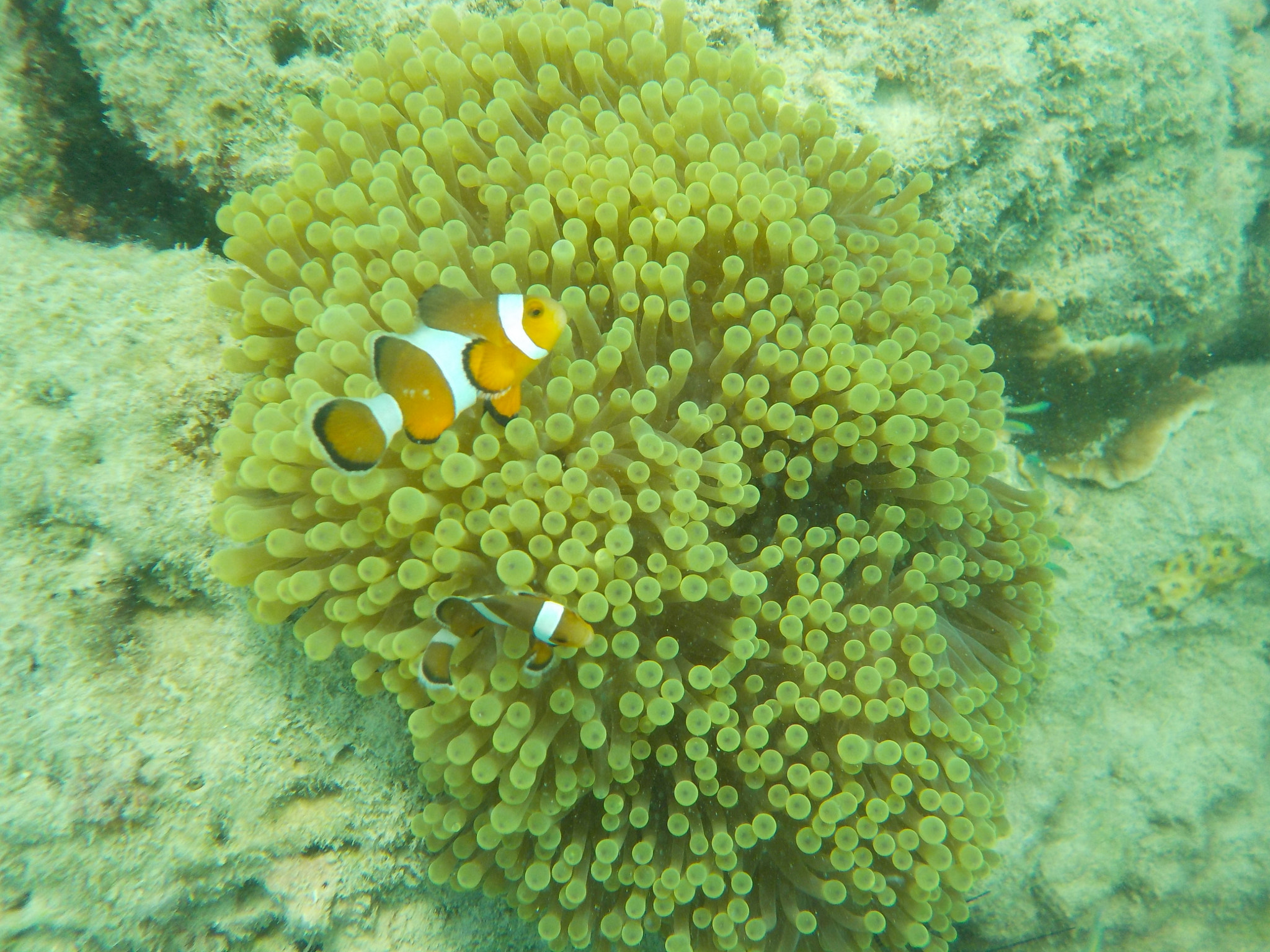 Nikon Coolpix W100 sample photo. Nemo fish photography
