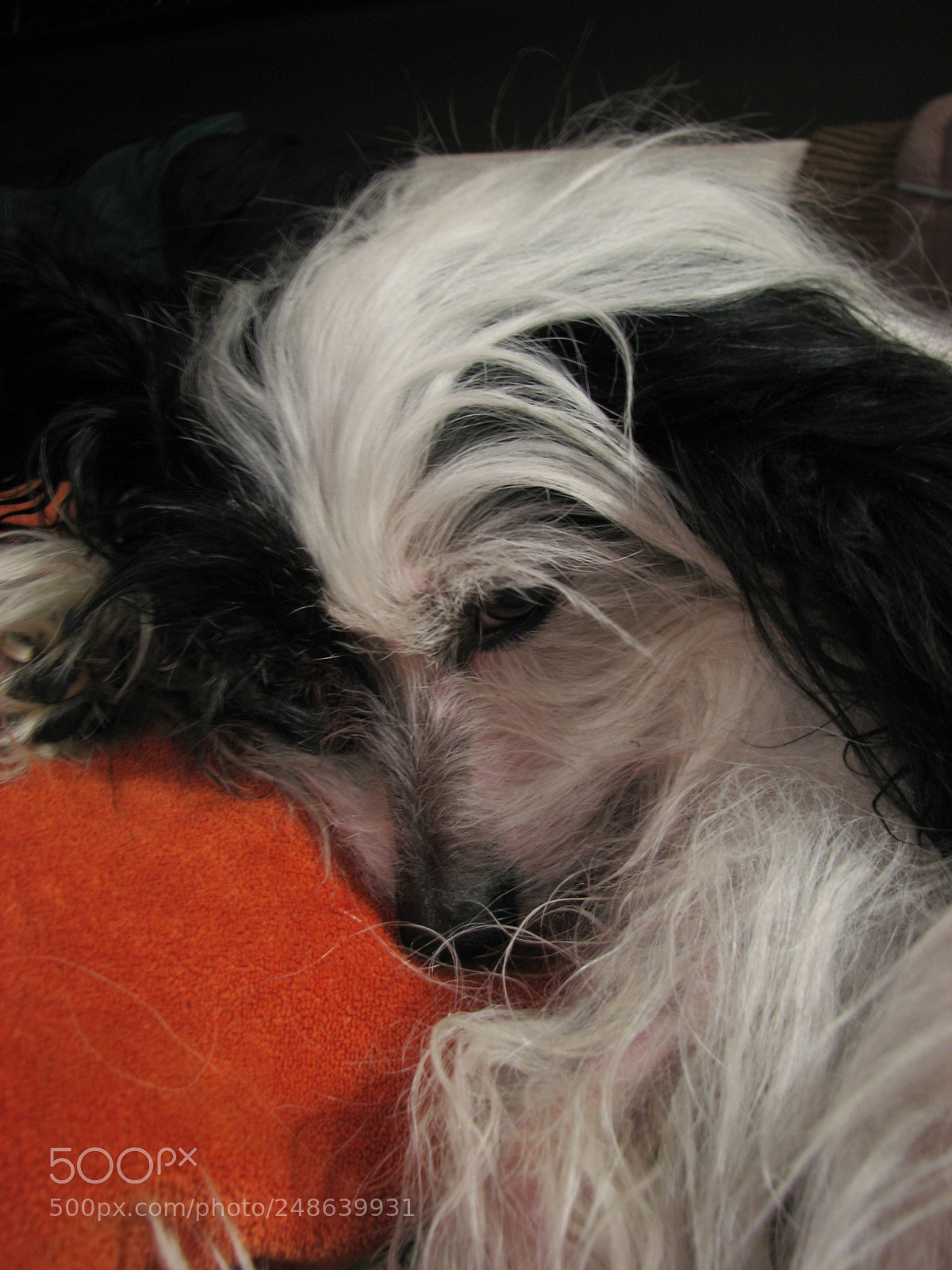 Canon POWERSHOT S3 IS sample photo. Sleepy photography