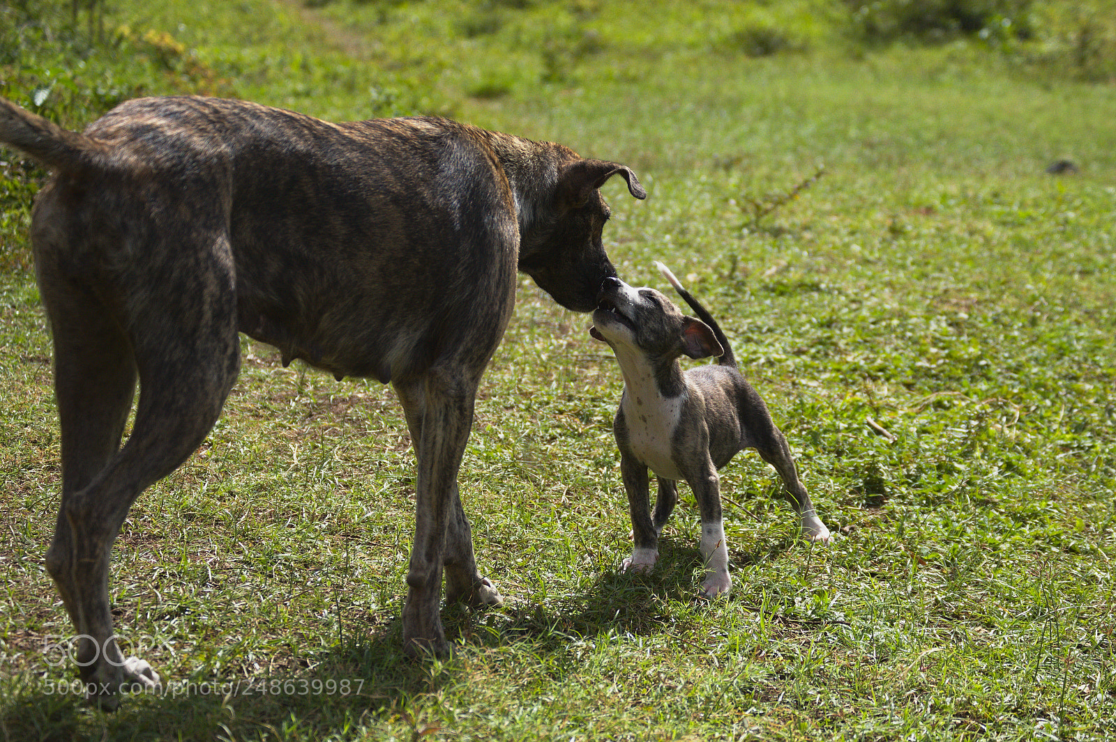 Nikon D3200 sample photo. Dogs photography