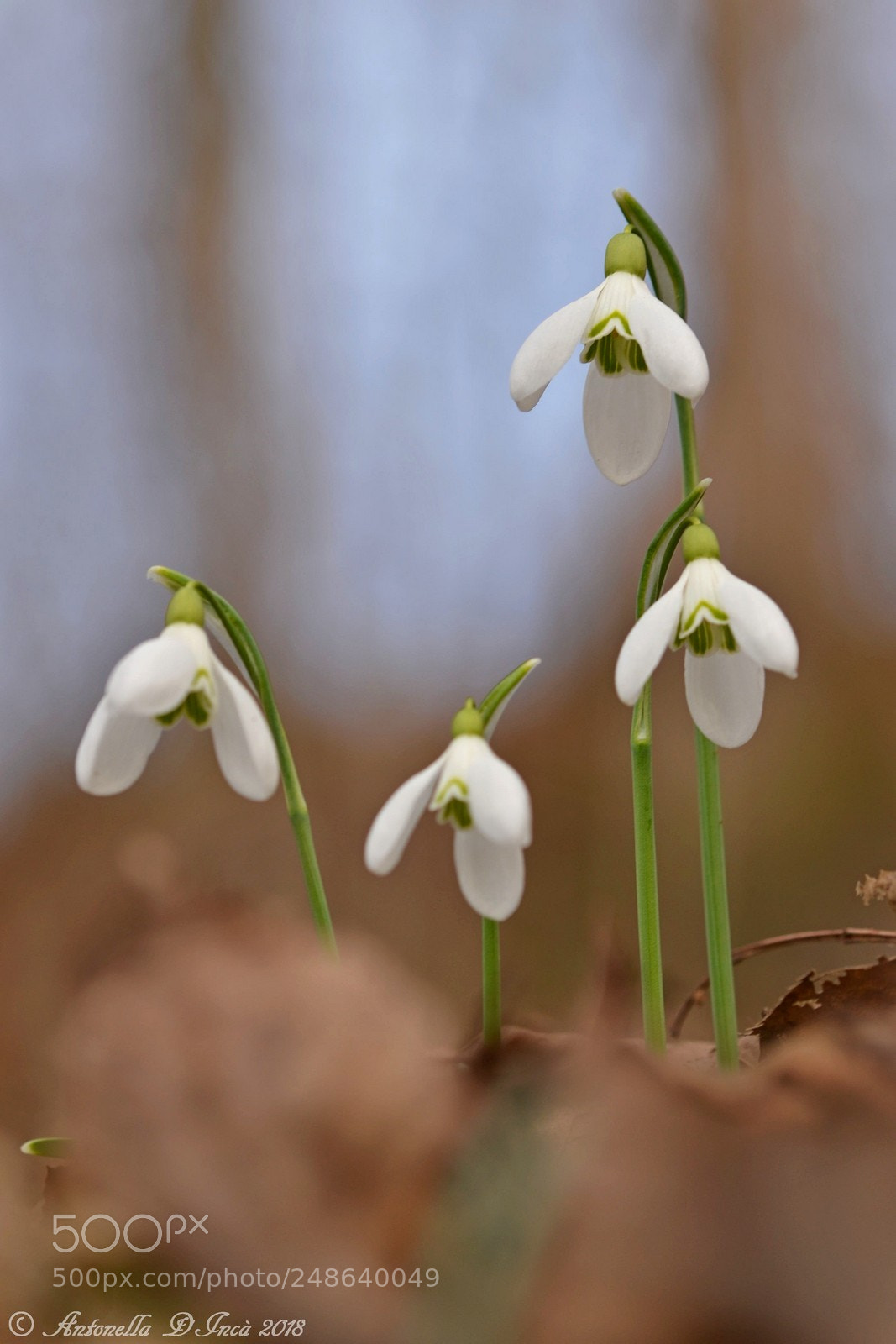 Nikon D3100 sample photo. Bucaneve detto anche stella photography