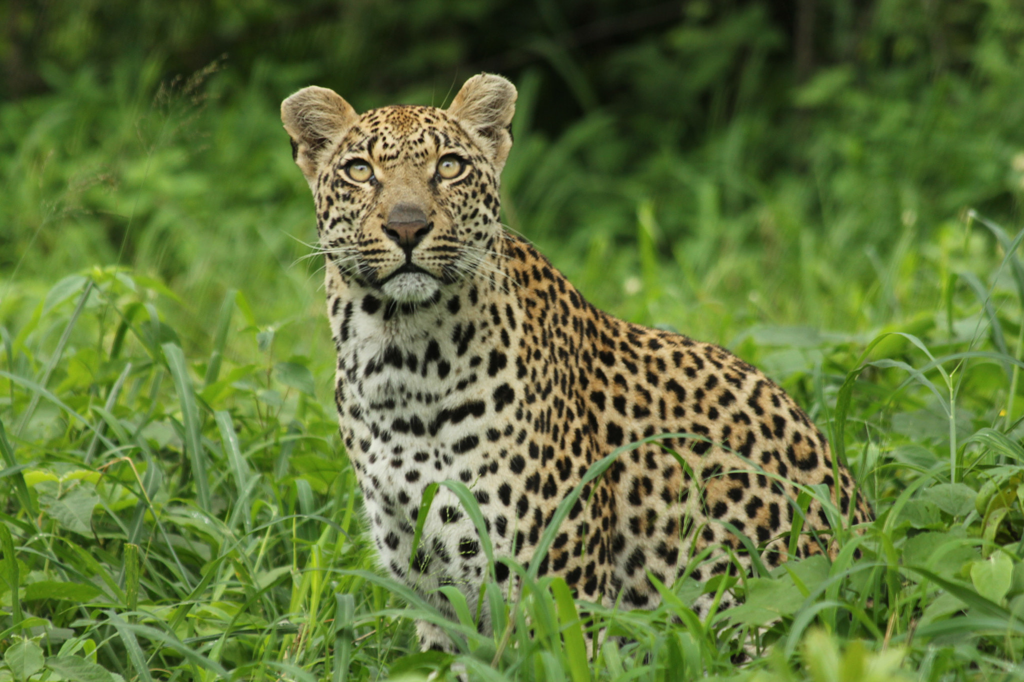 Canon EF 70-300mm F4-5.6 IS USM sample photo. Img photography