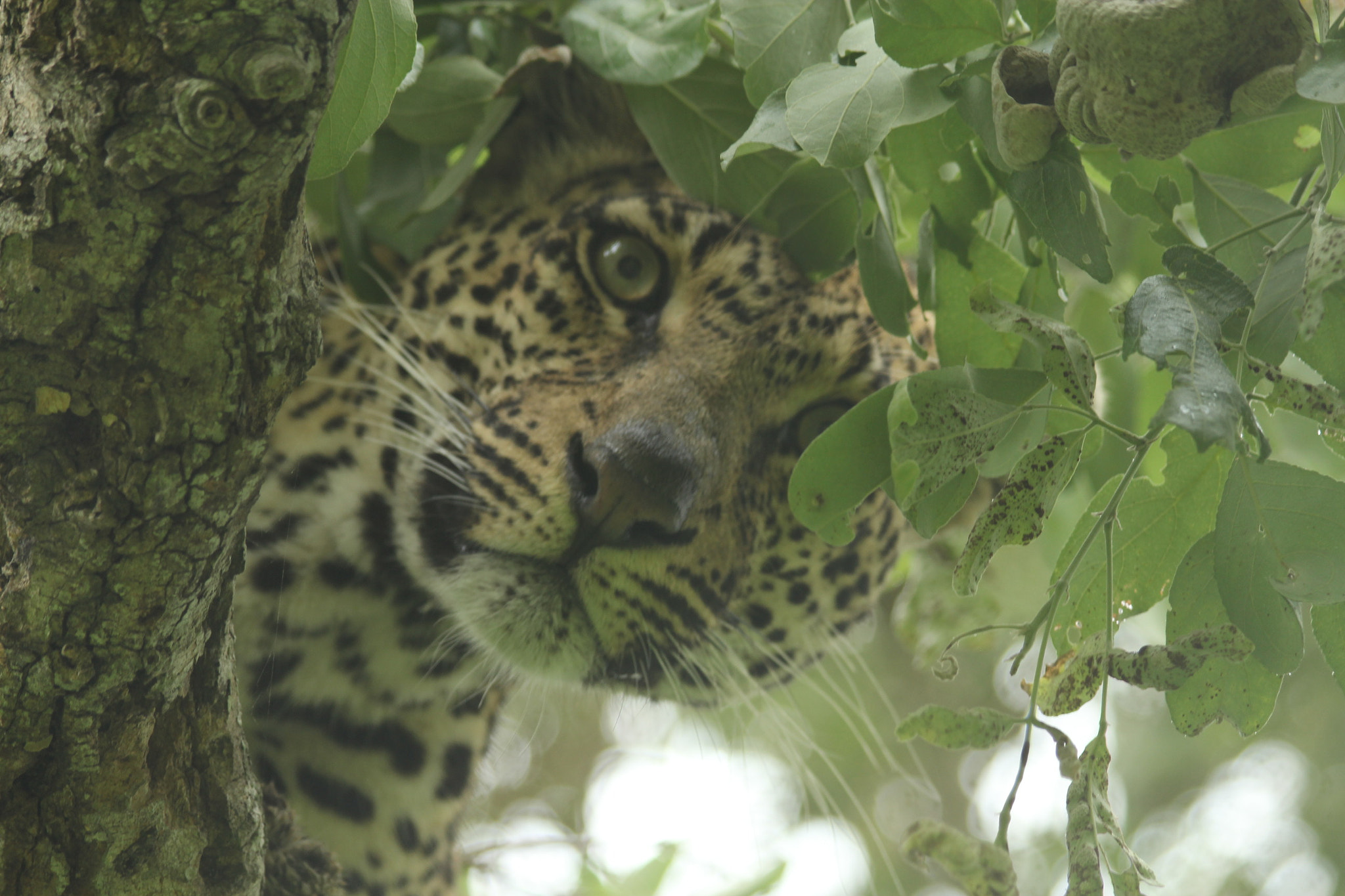 Canon EF 70-300mm F4-5.6 IS USM sample photo. () photography
