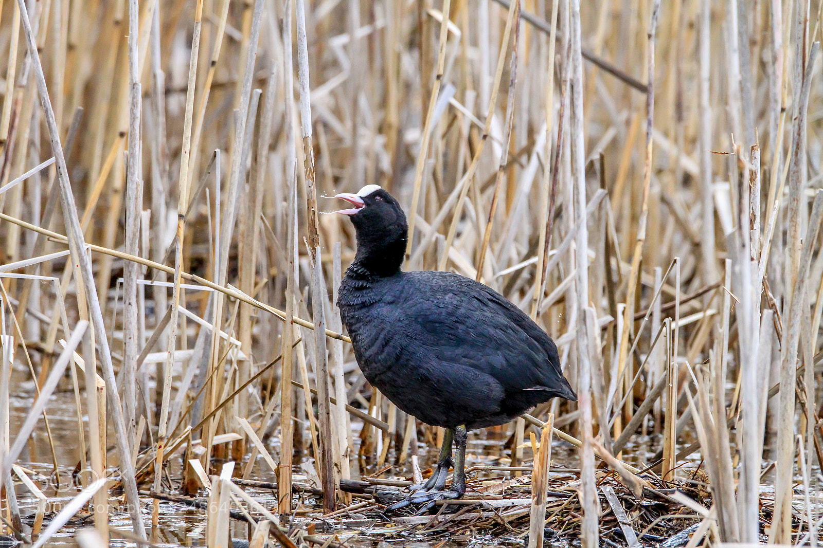 Canon EOS 7D sample photo. Fulica atra photography