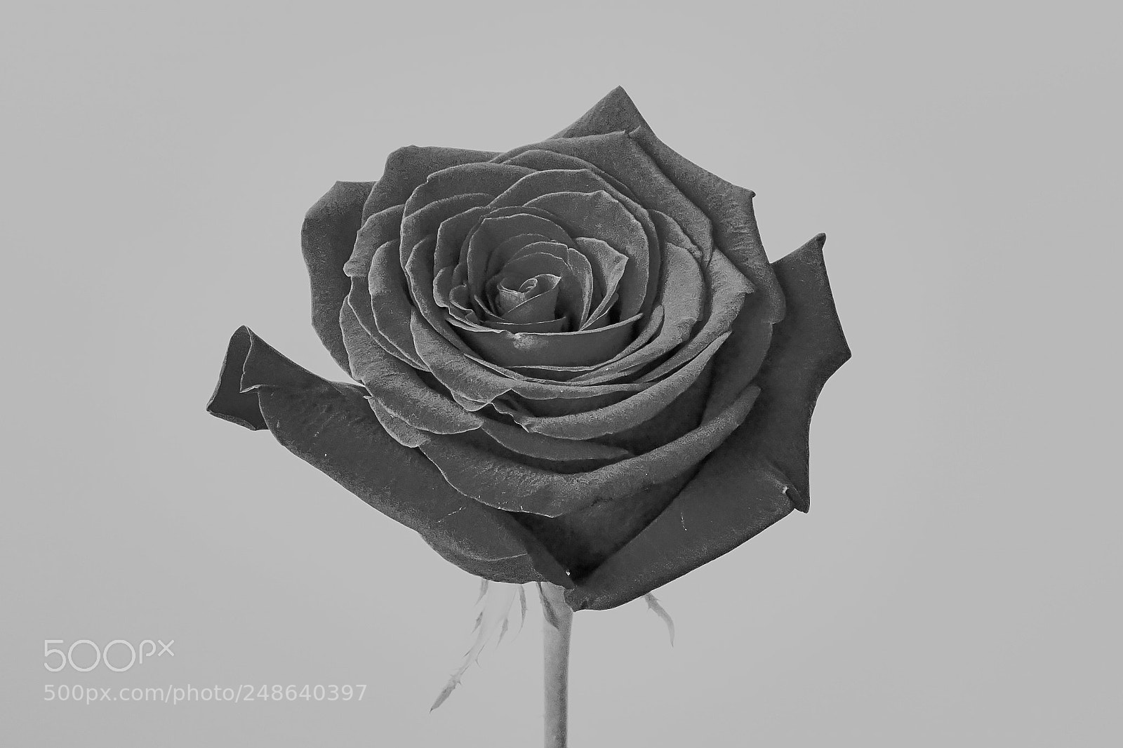 Sony a7 sample photo. Flowers rose photography