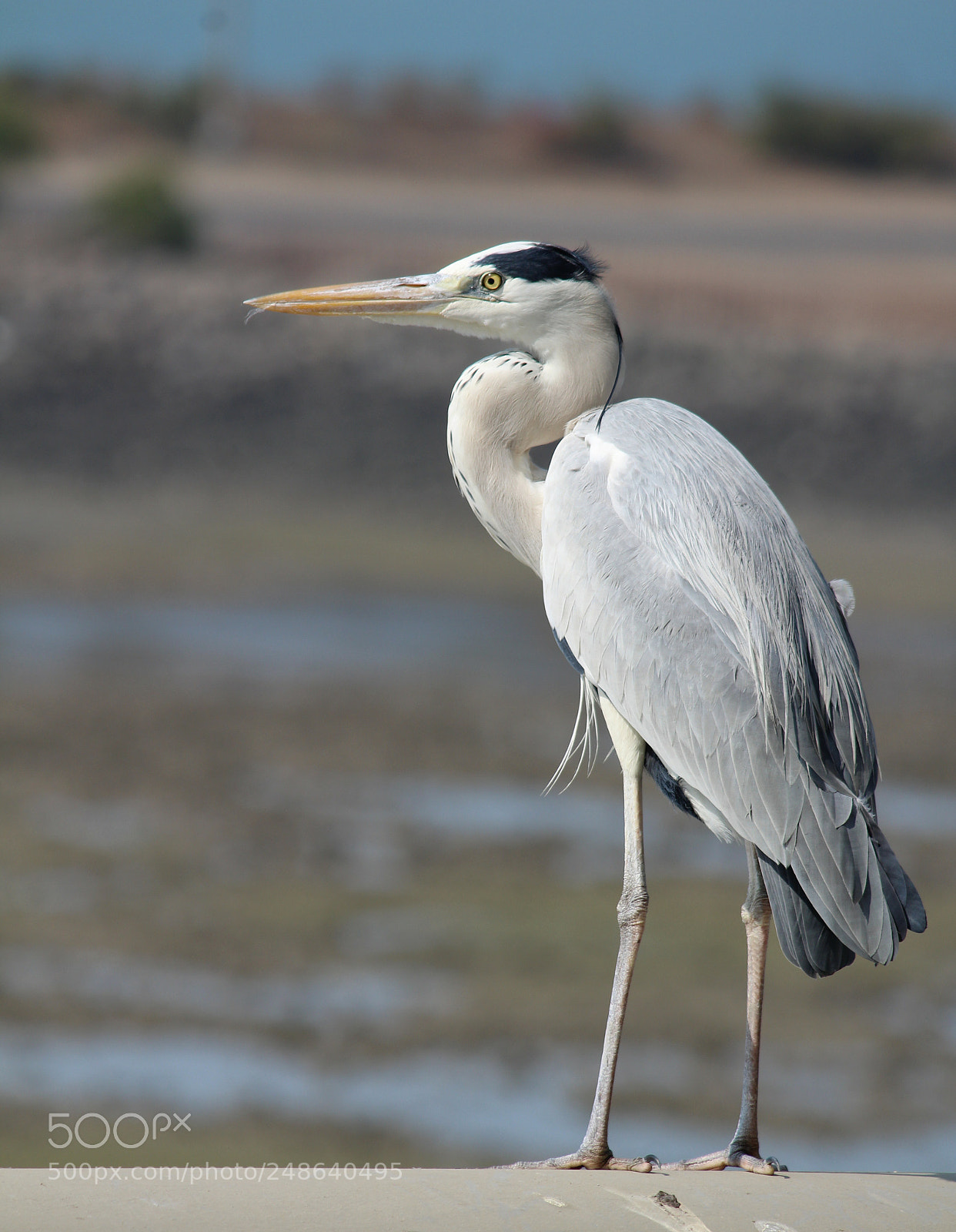 Canon EOS 1300D (EOS Rebel T6 / EOS Kiss X80) sample photo. Crane photography