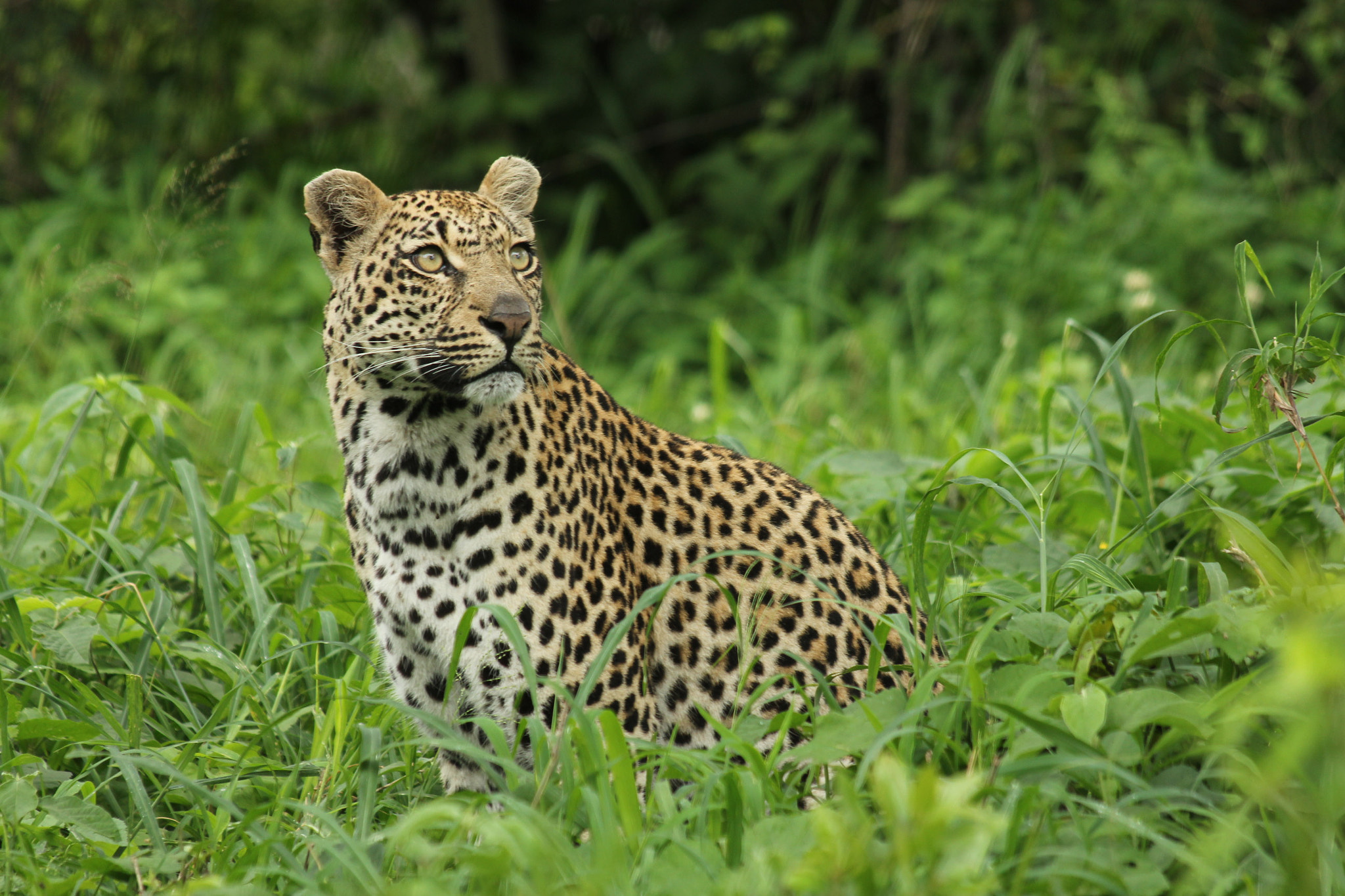 Canon EF 70-300mm F4-5.6 IS USM sample photo. Img photography