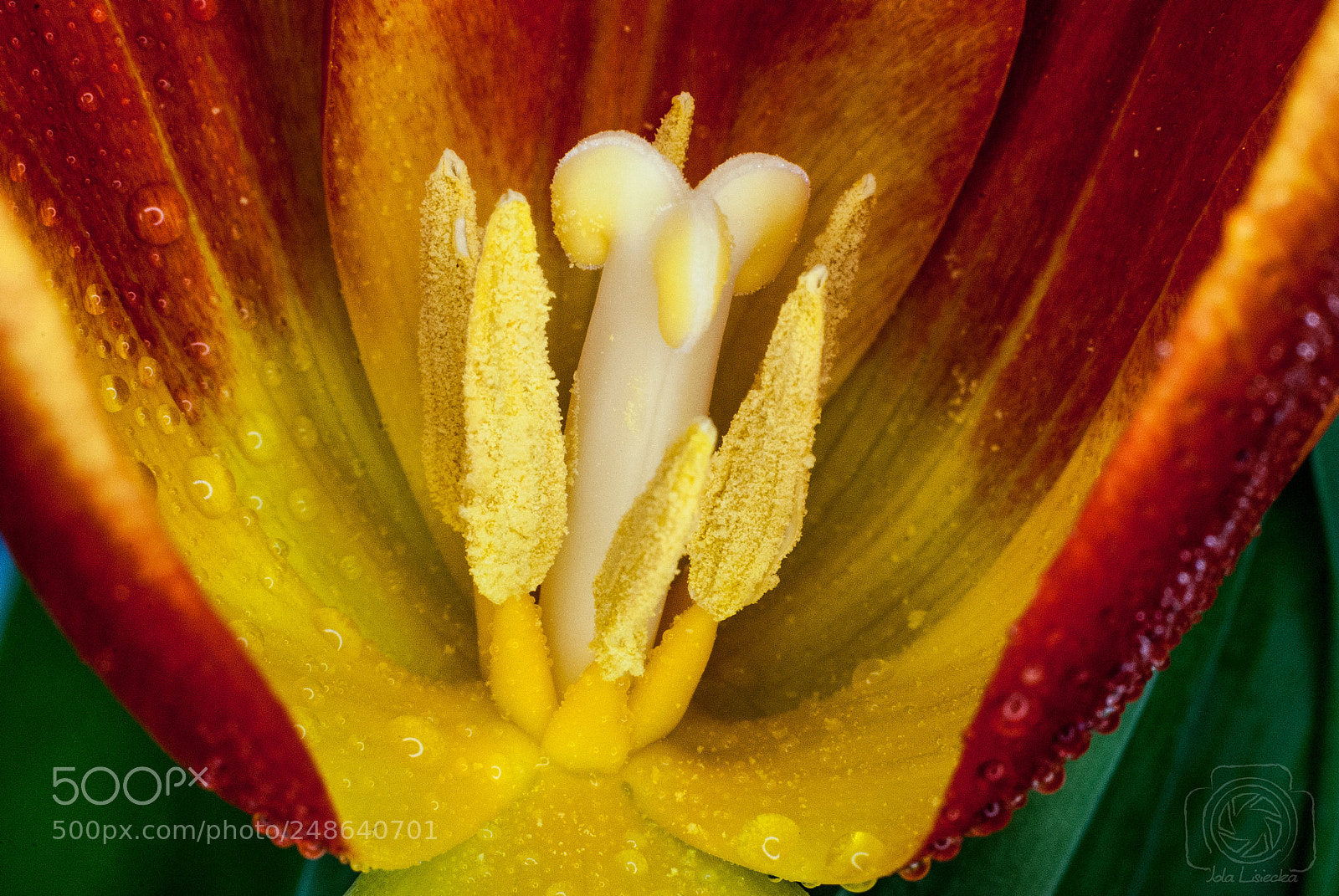 Nikon D80 sample photo. Tulip photography