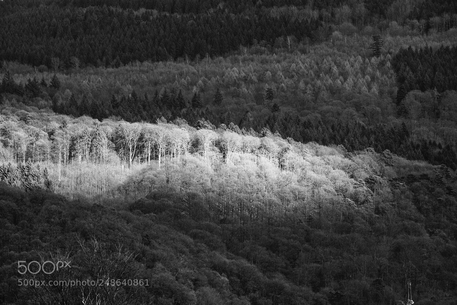 Nikon D800E sample photo. Lichtfleck im wald photography