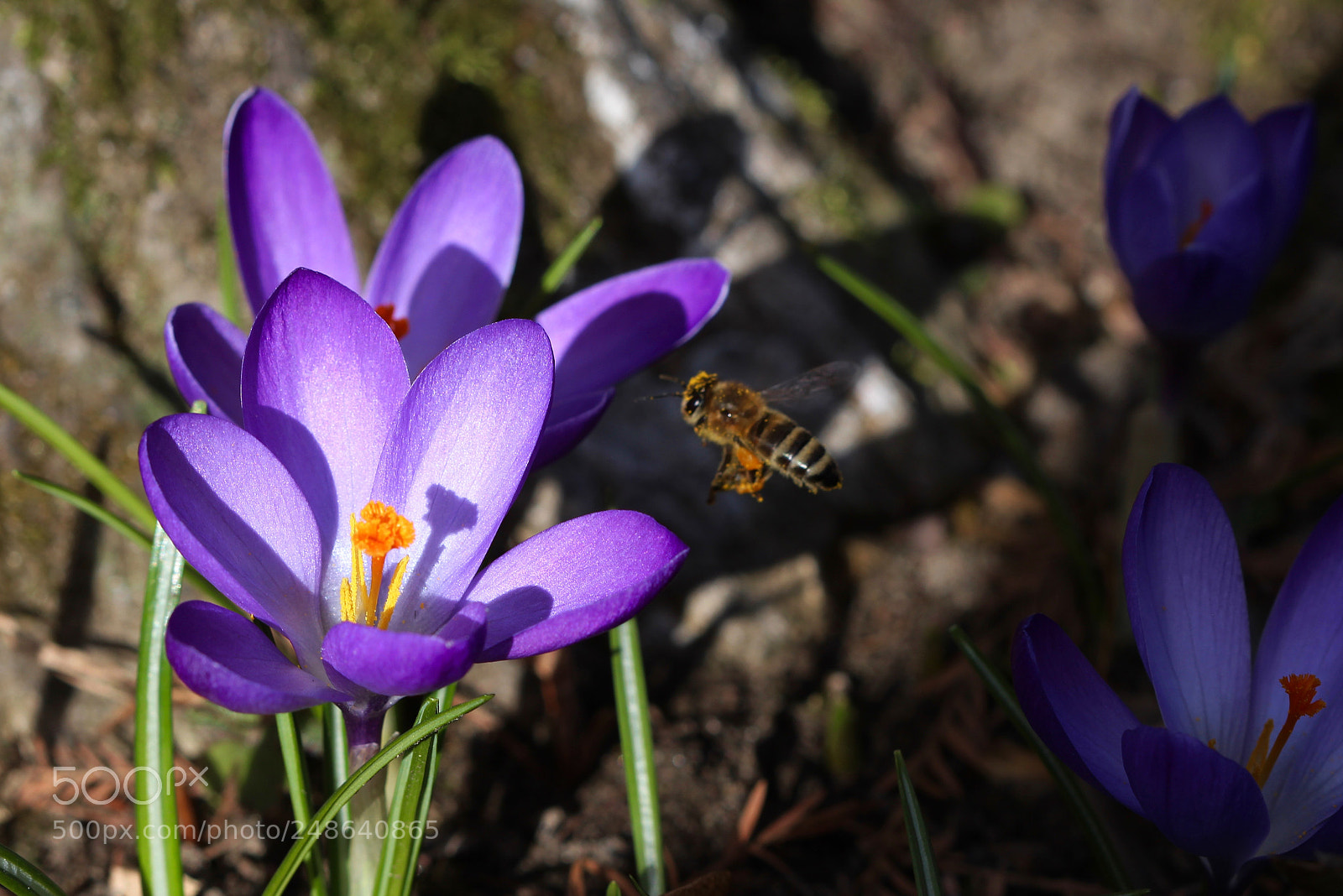 Canon EOS 700D (EOS Rebel T5i / EOS Kiss X7i) sample photo. Springtime.  second try photography