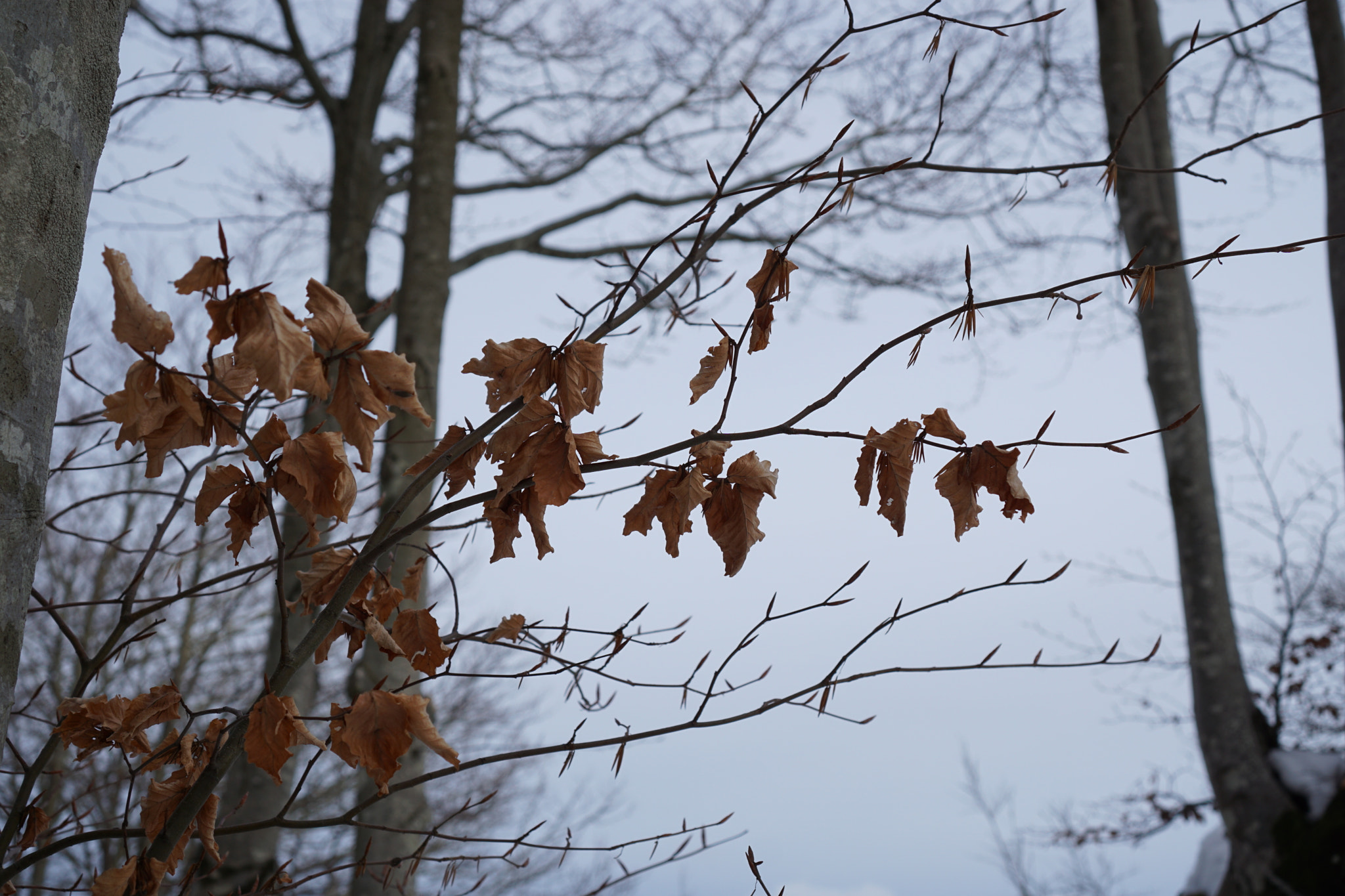 Sony E 35mm F1.8 OSS sample photo. Branches and leaves photography