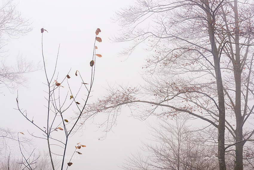 Nikon D800 sample photo. Woman photography